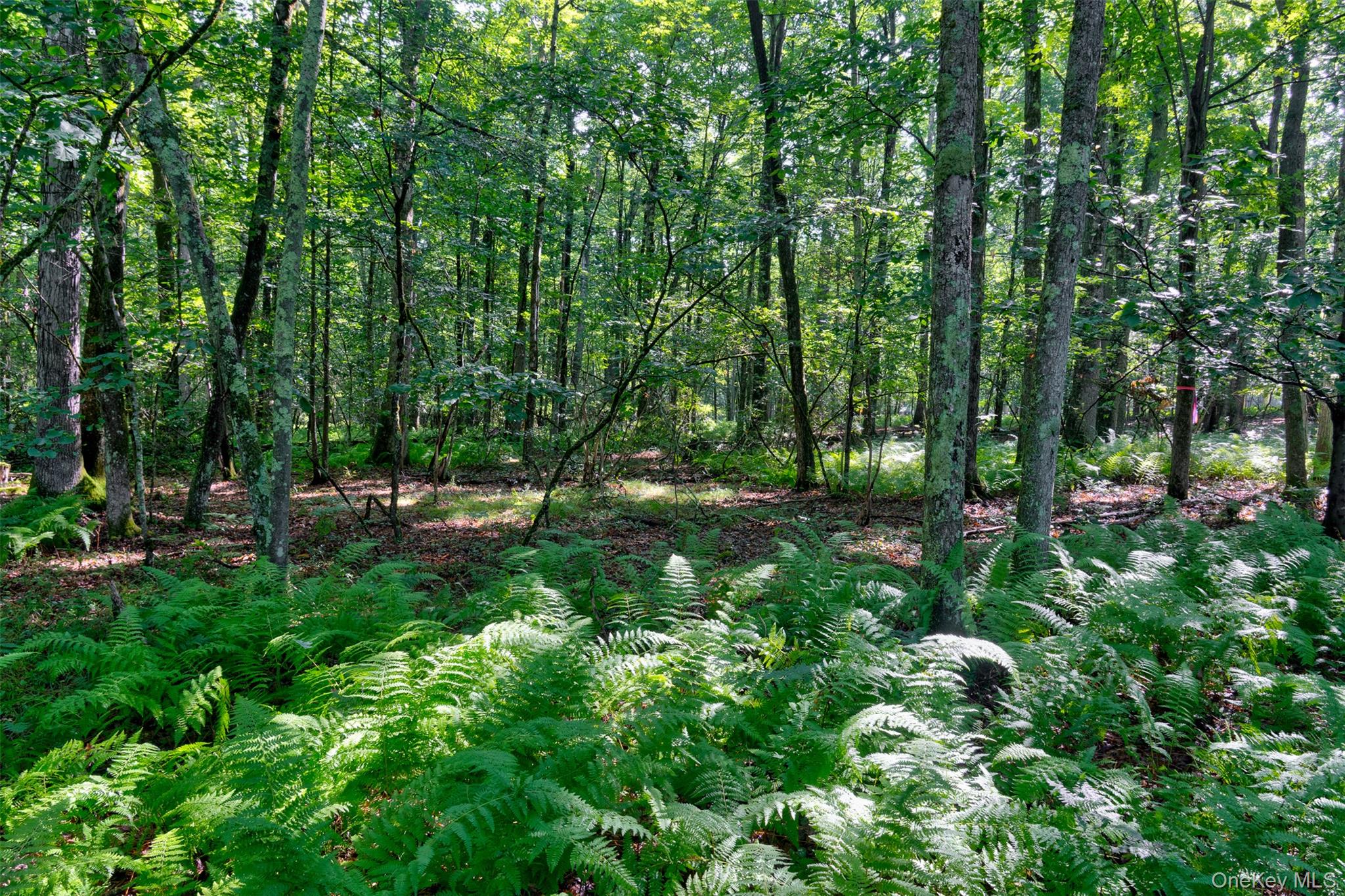 Lot 23 Perry Pond Road Property Photo 10