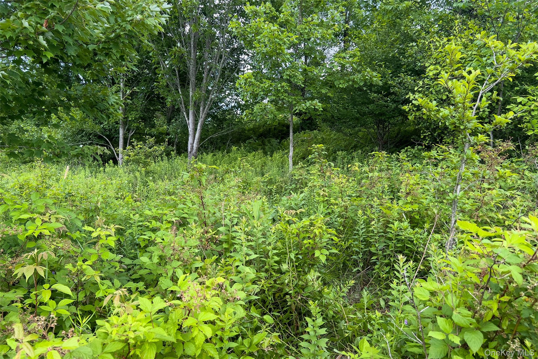 Lot 23 Lynch Road Property Photo 11