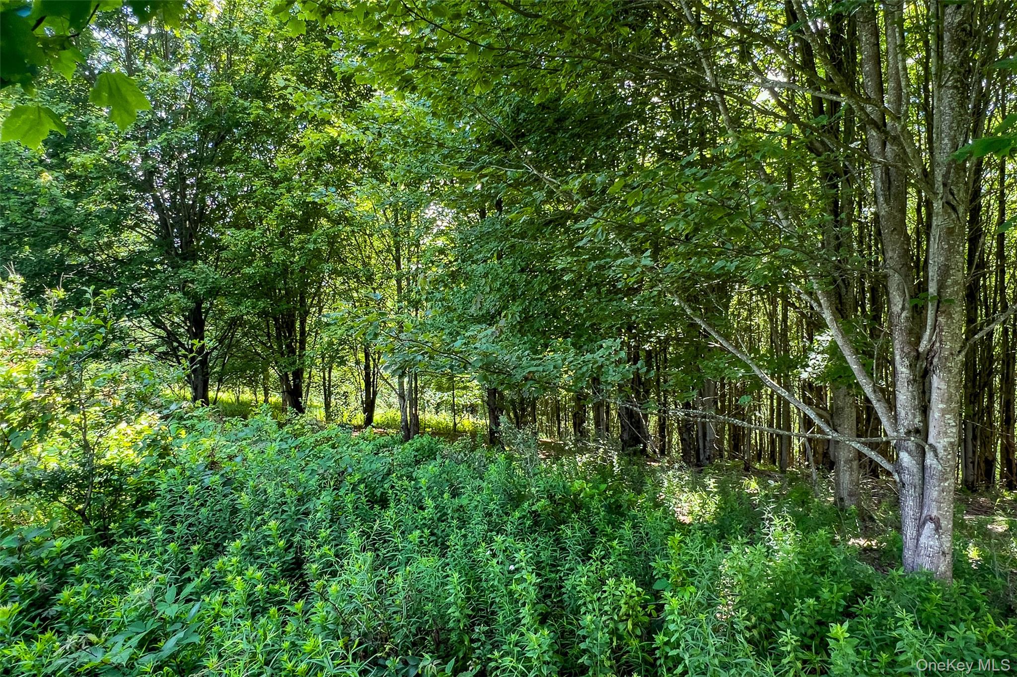 Lot 23 Lynch Road Property Photo 12