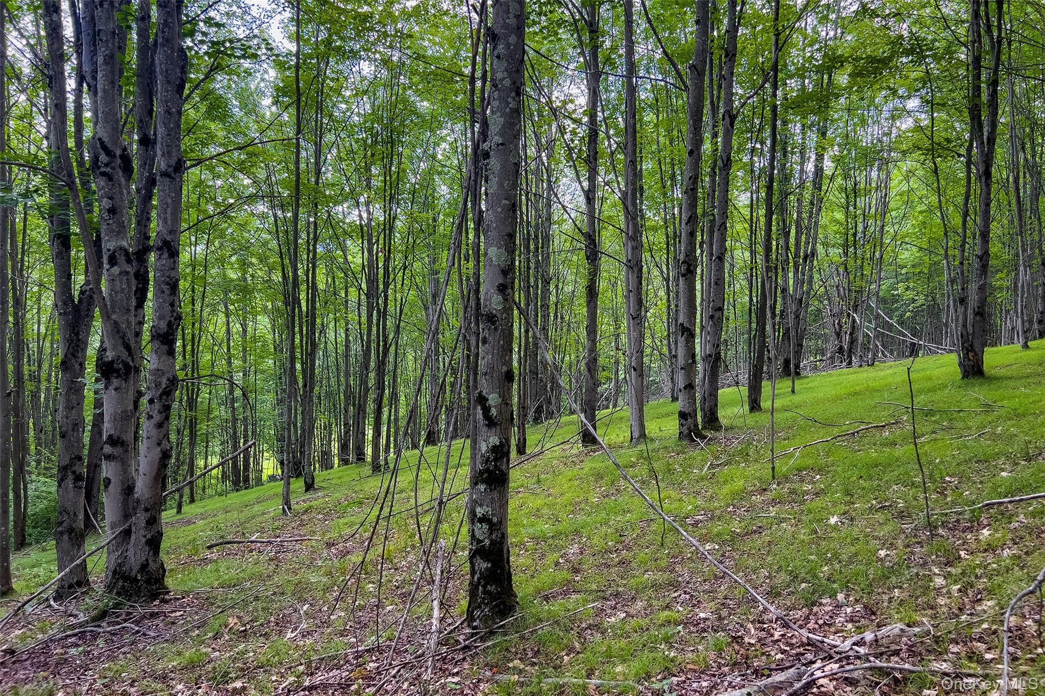 Lot 23 Lynch Road Property Photo 15