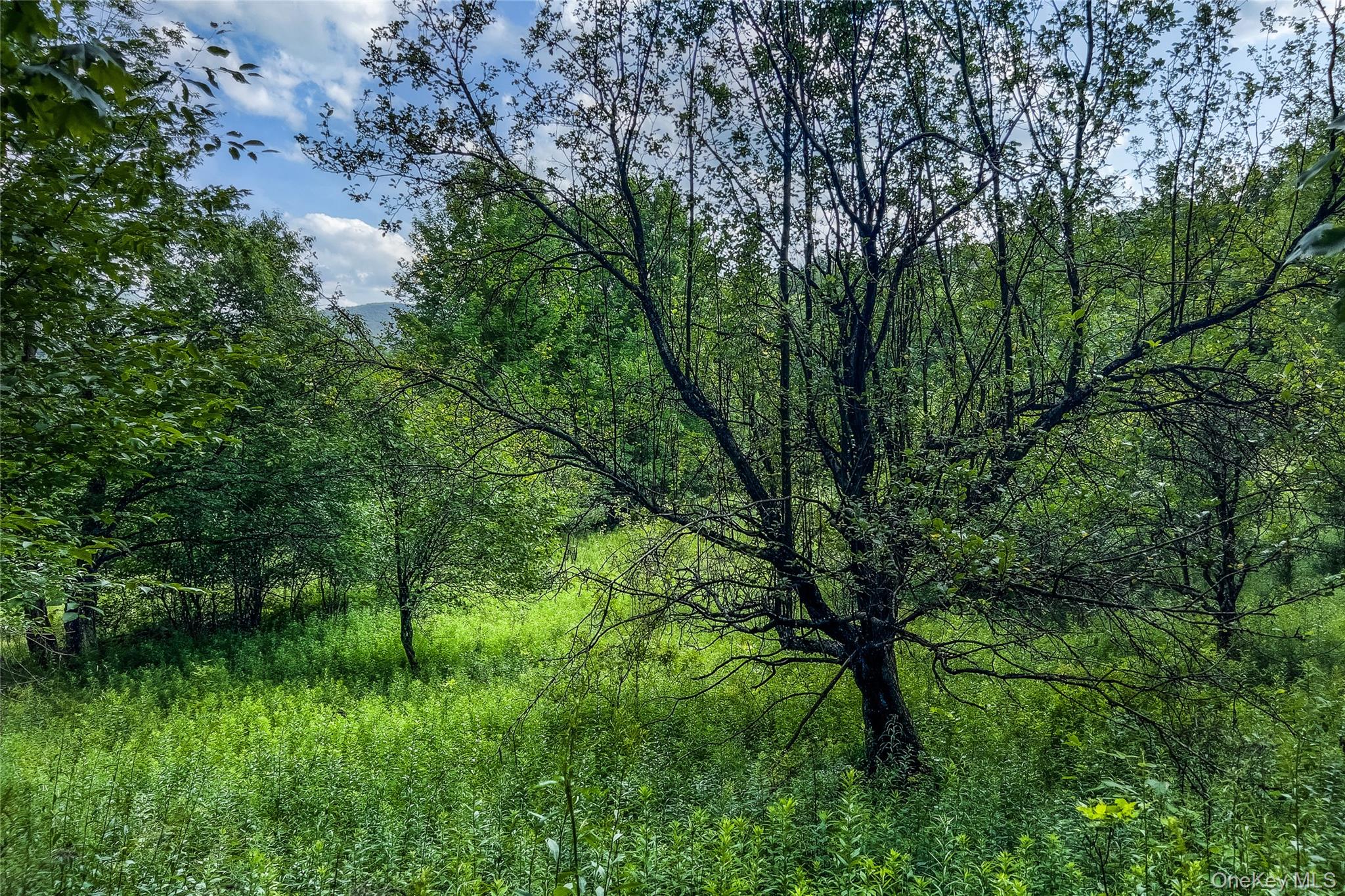 Lot 23 Lynch Road Property Photo 18
