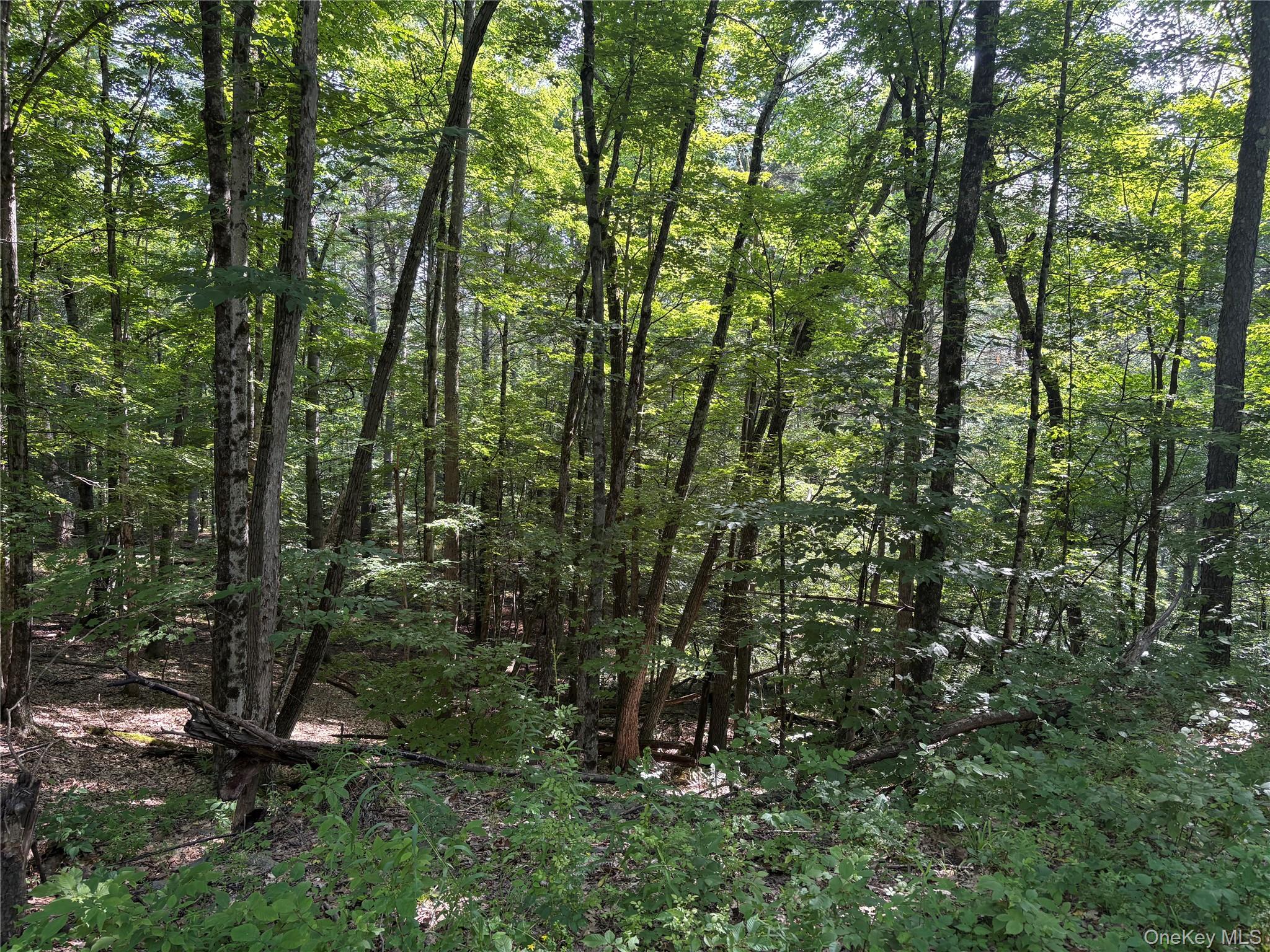 Crescent Road Property Photo 2