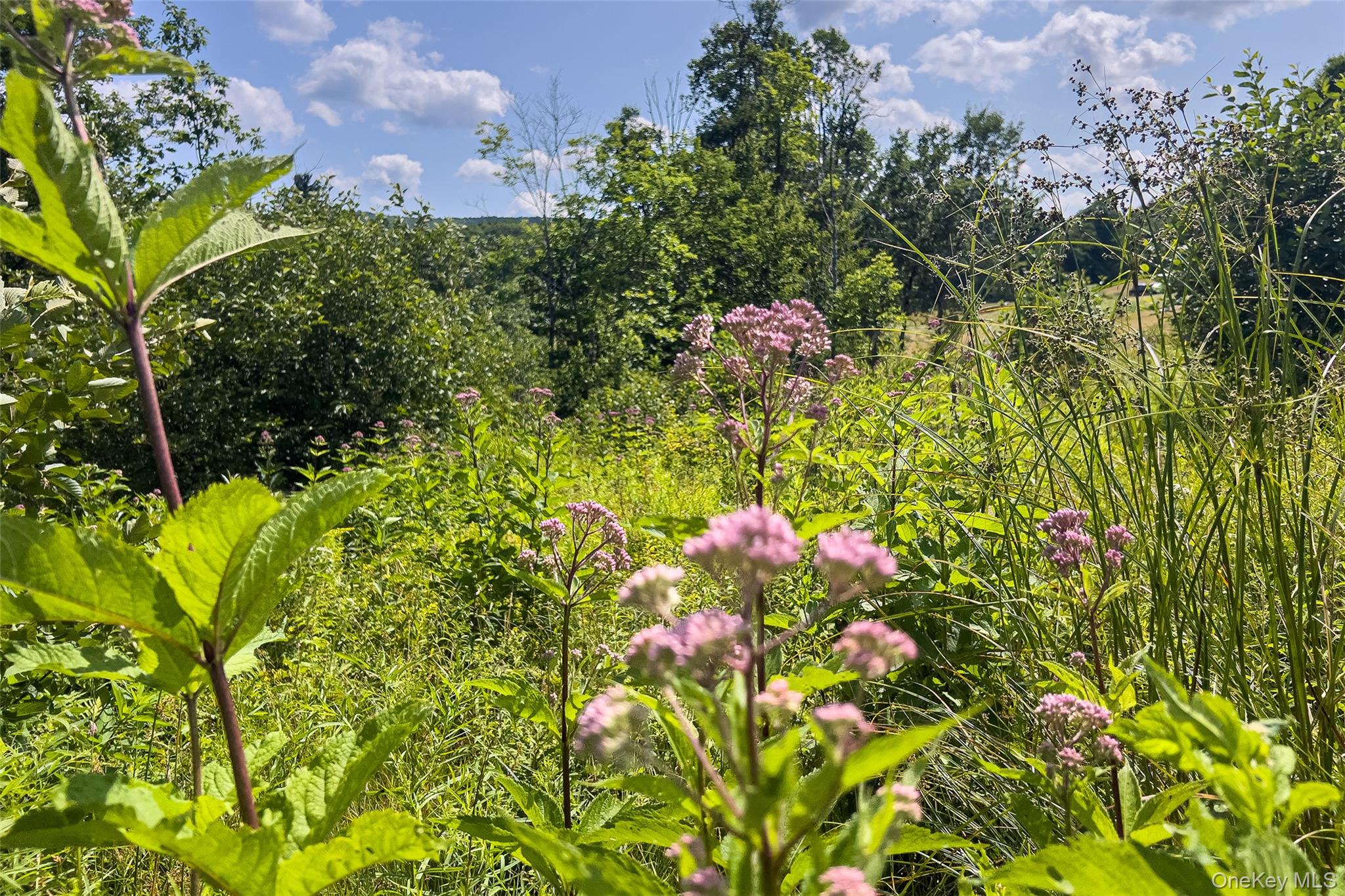 Lot #11 Franklin Depot Road Property Photo 23
