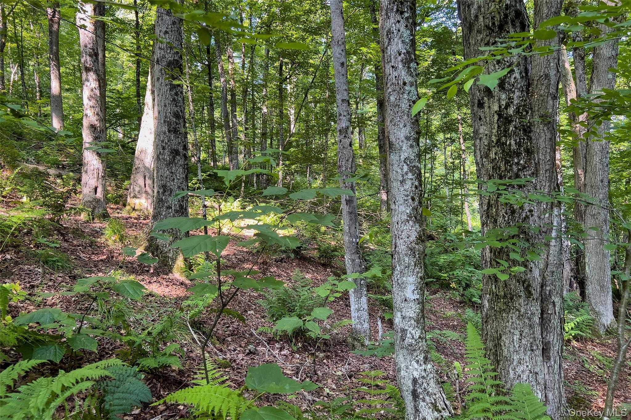 Lot #11 Franklin Depot Road Property Photo 31