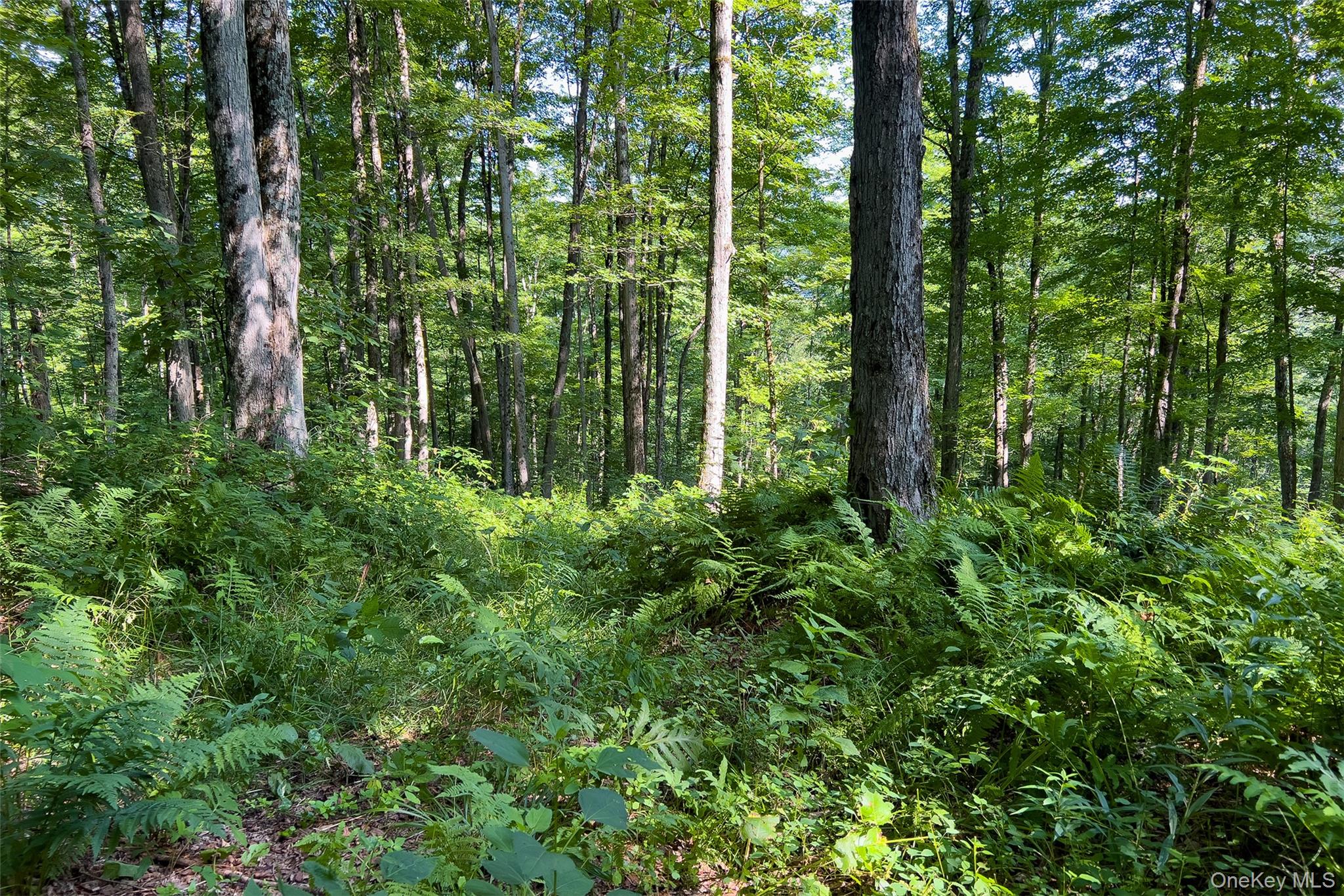 Lot #11 Franklin Depot Road Property Photo 33
