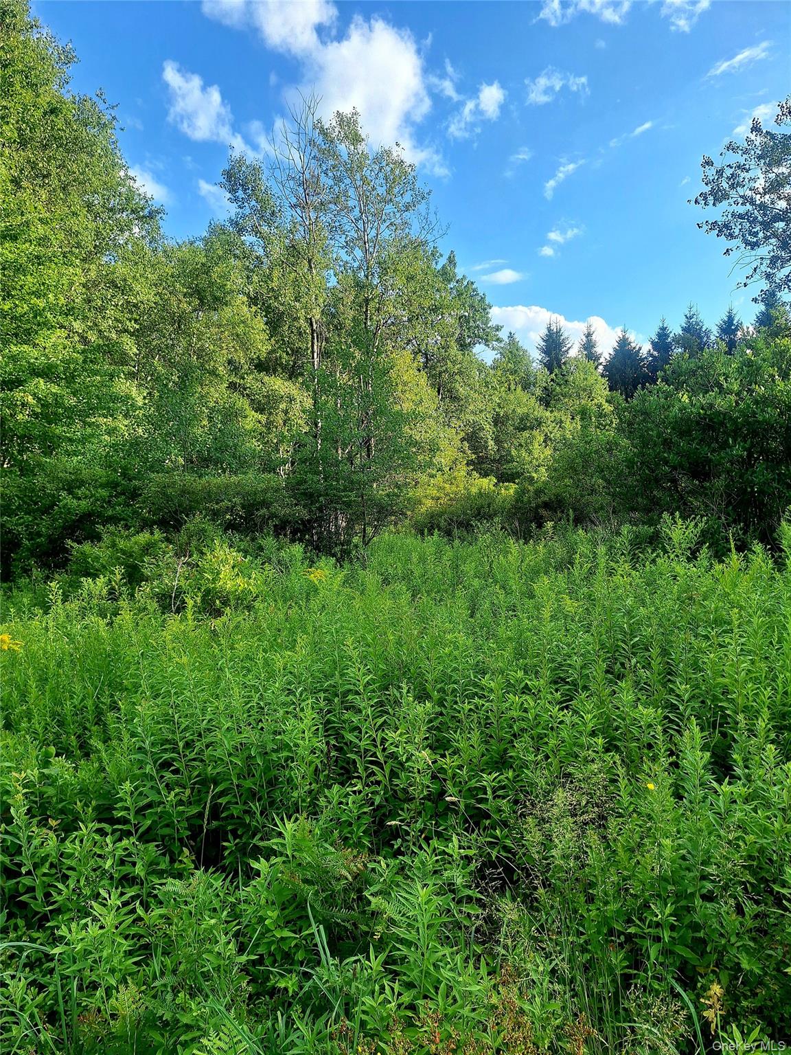 Burnt Ridge Road Property Photo 37