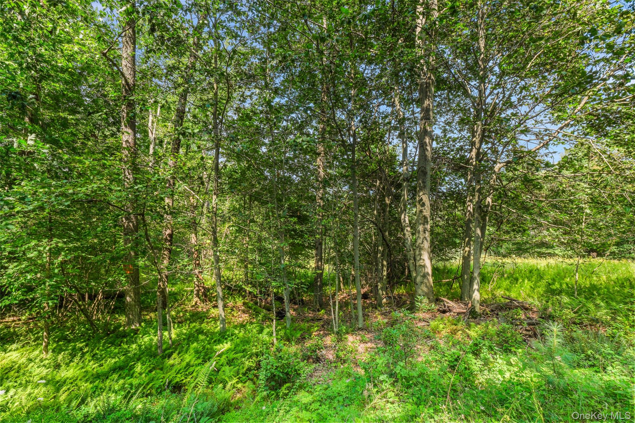 257 Oak Ridge Road Property Photo 21