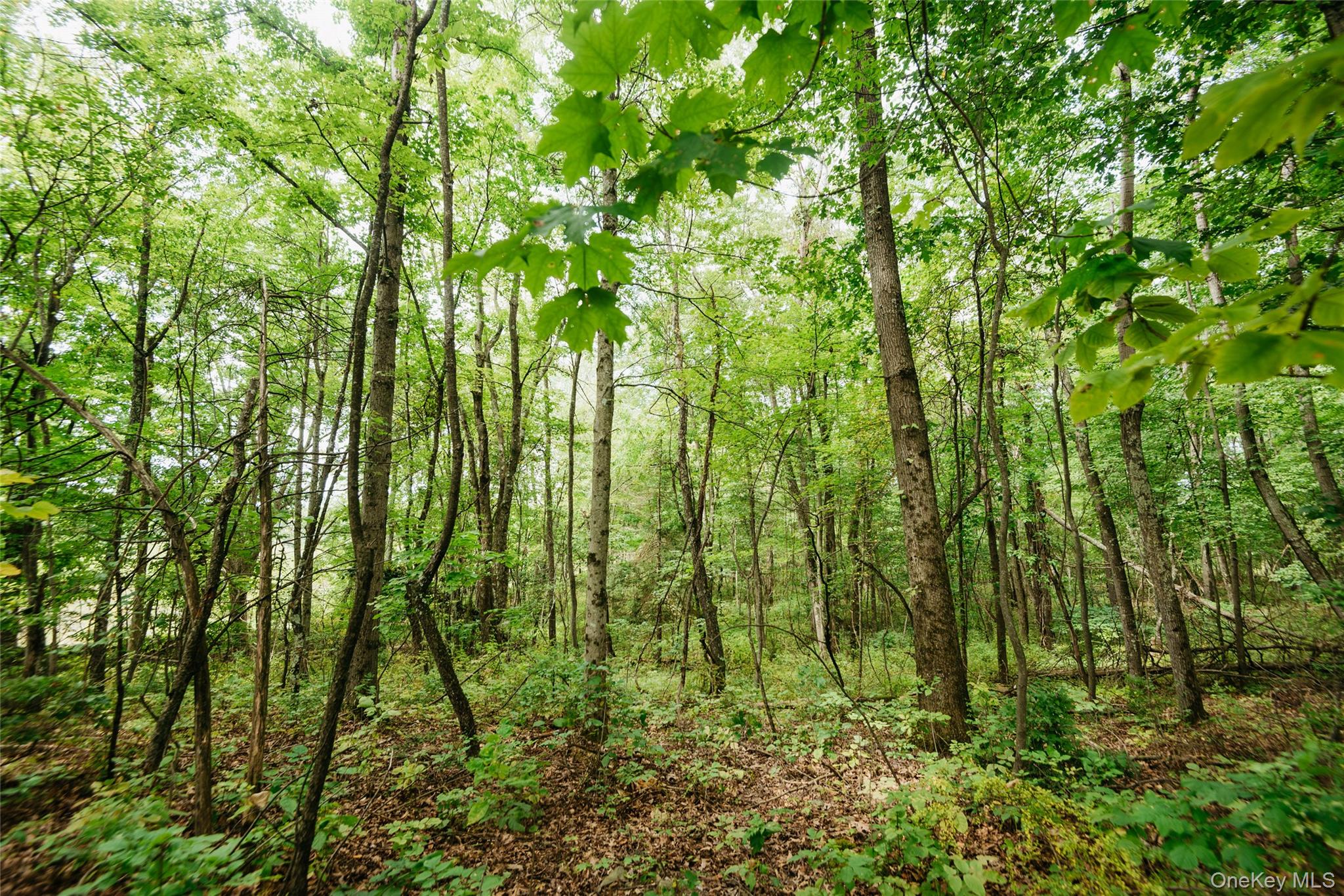Plattekill Ardonia Road Property Photo 11