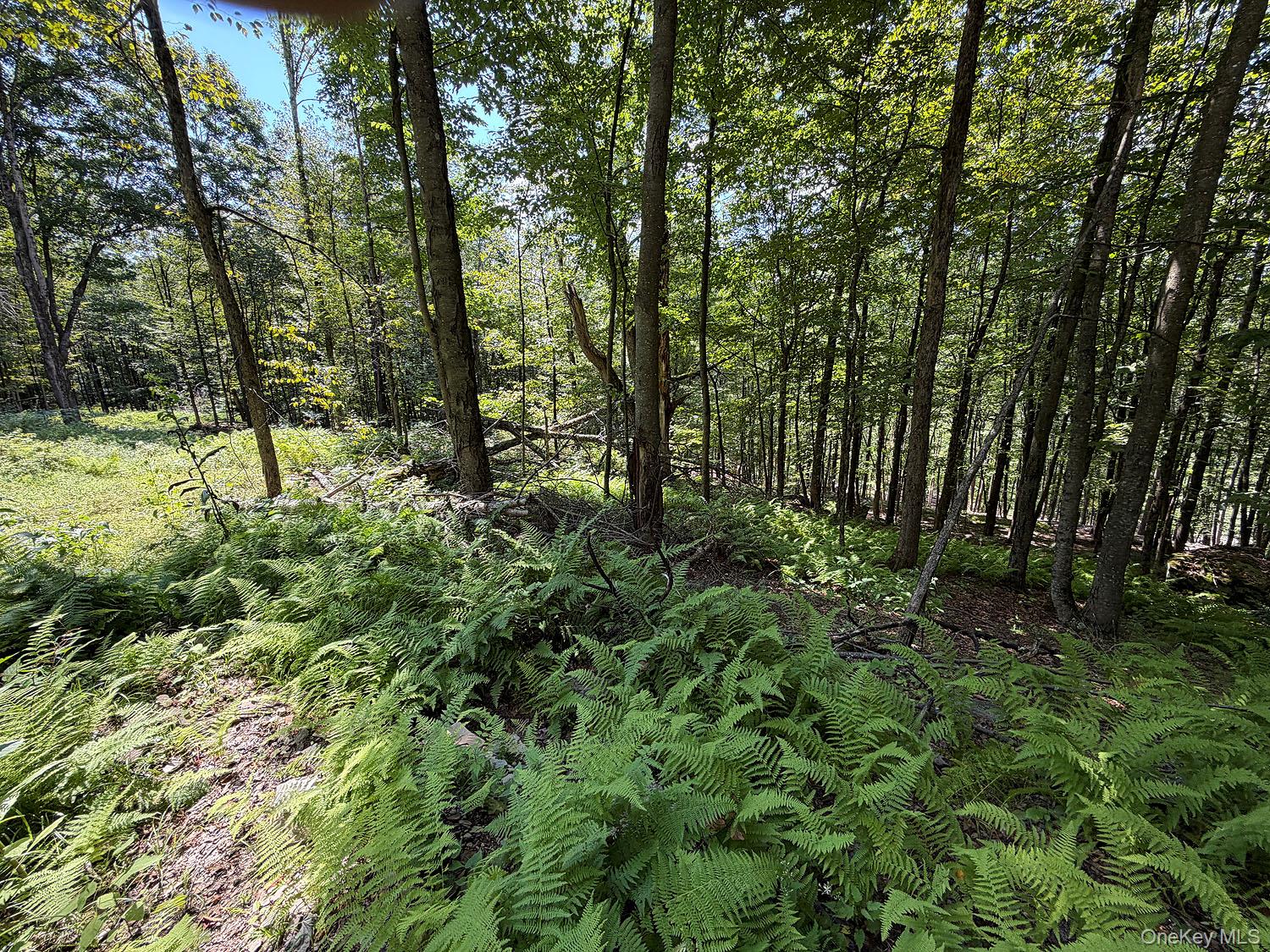 0 Hammer Road Property Photo 19
