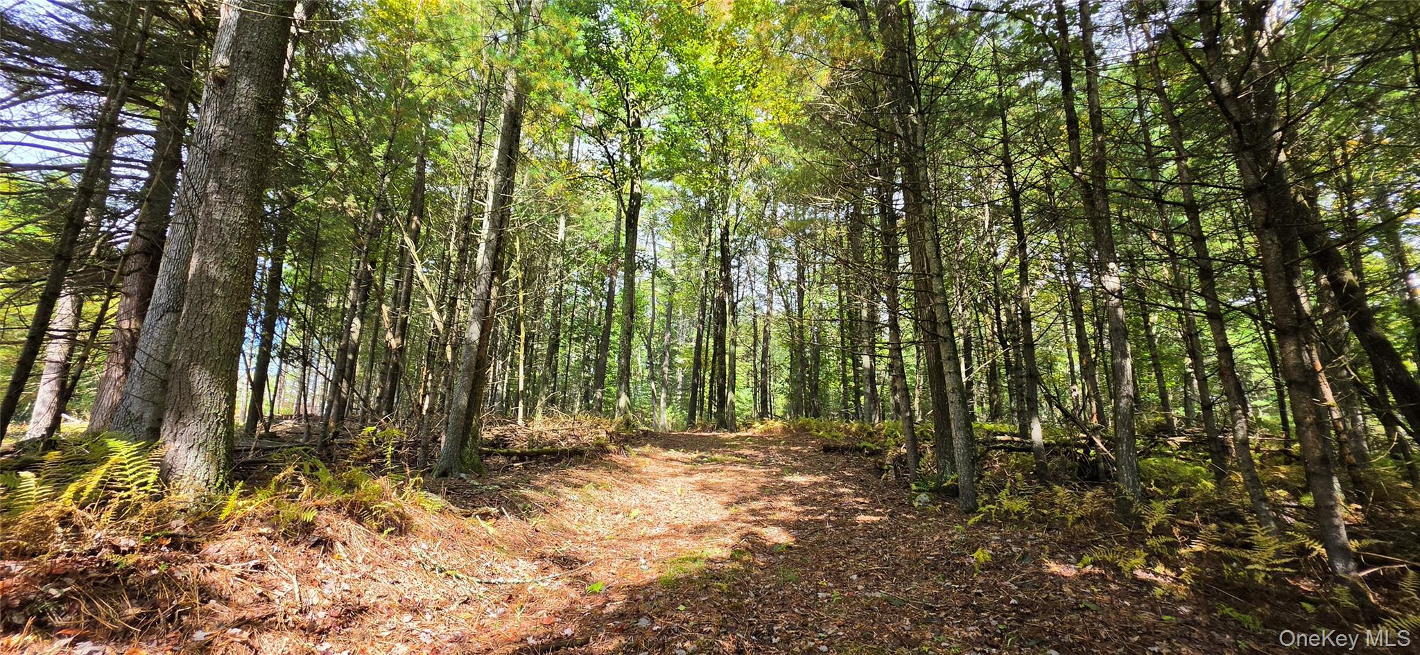 Lot 6.17 State Rt 97 Property Photo 2