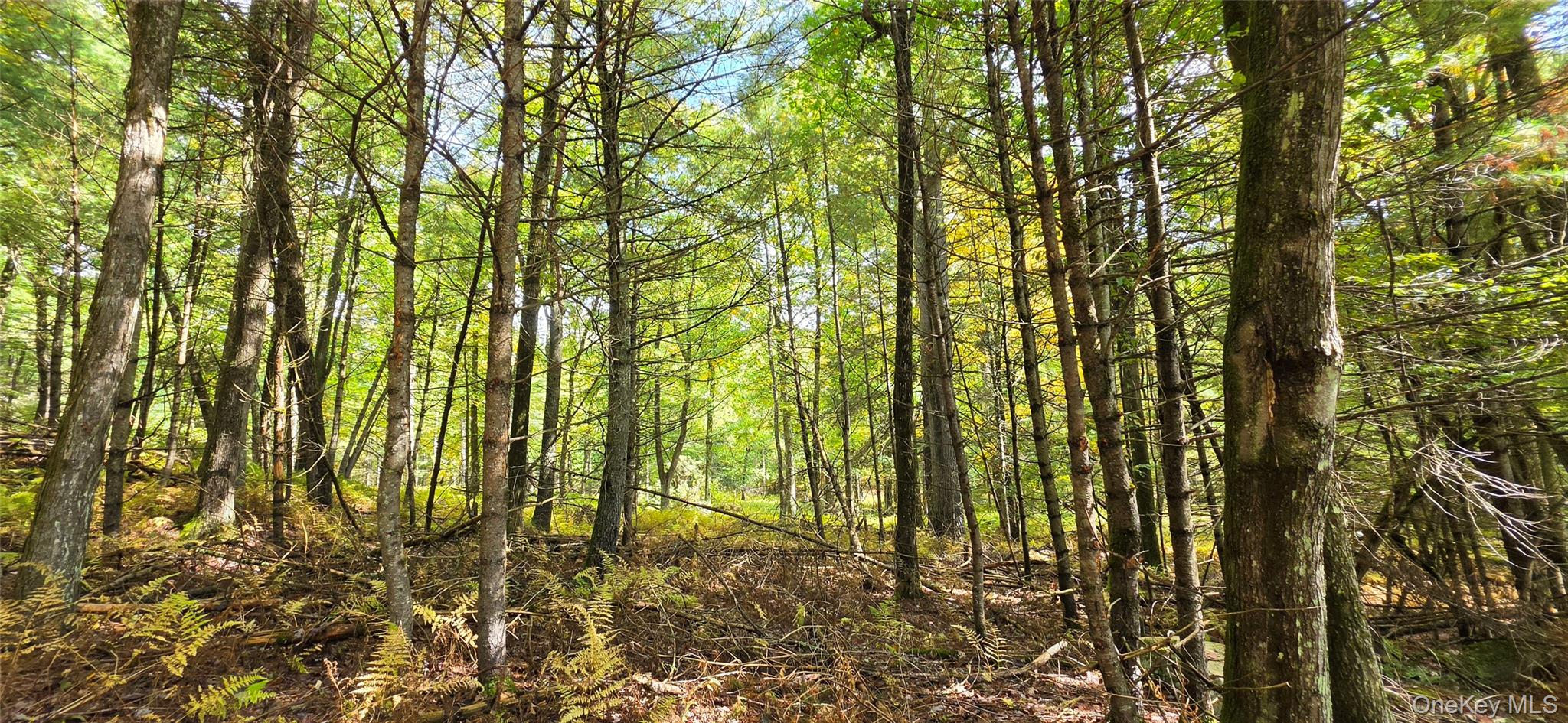 Lot 6.17 State Rt 97 Property Photo 3
