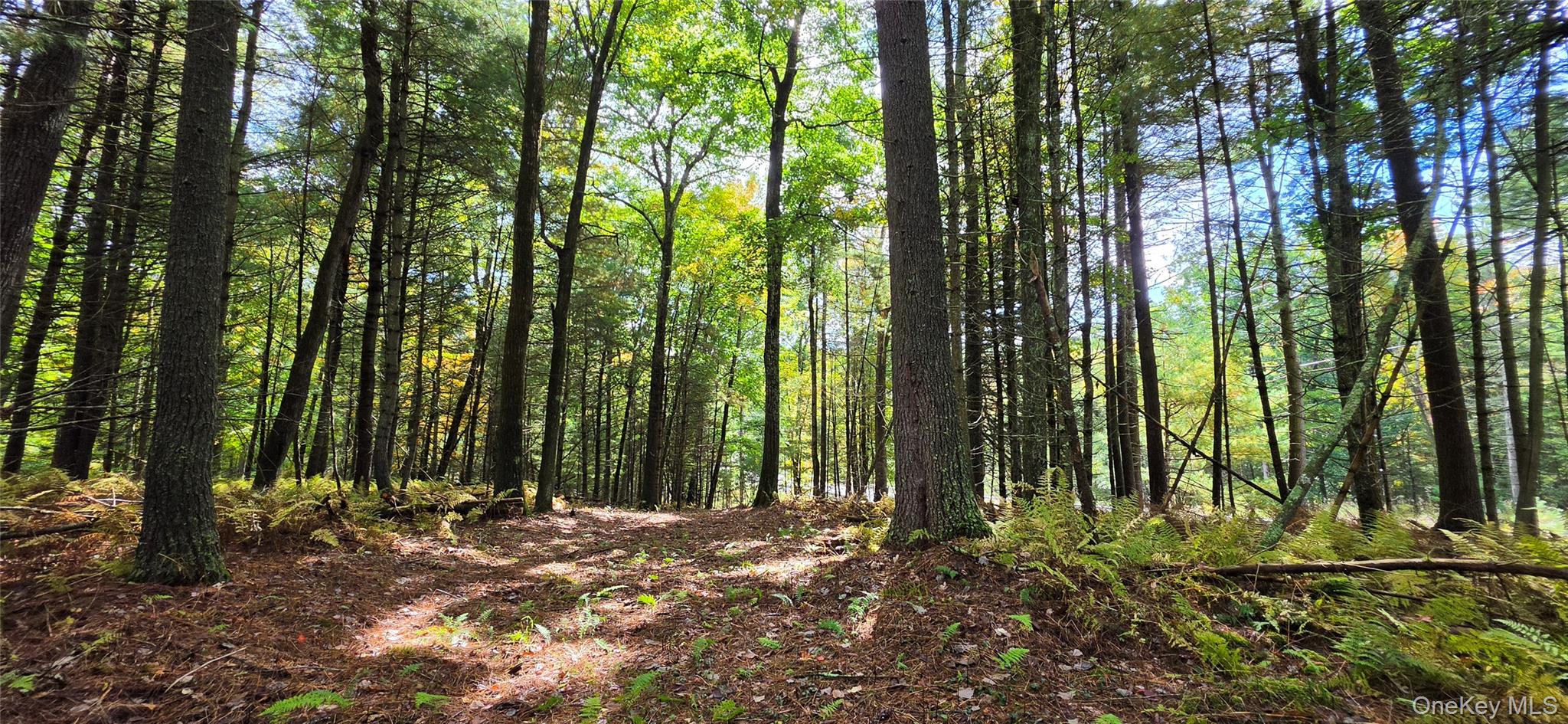Lot 6.17 State Rt 97 Property Photo 9