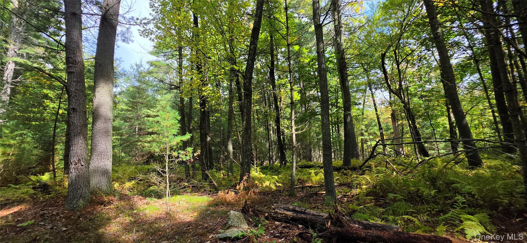 Lot 6.17 State Rt 97 Property Photo 10