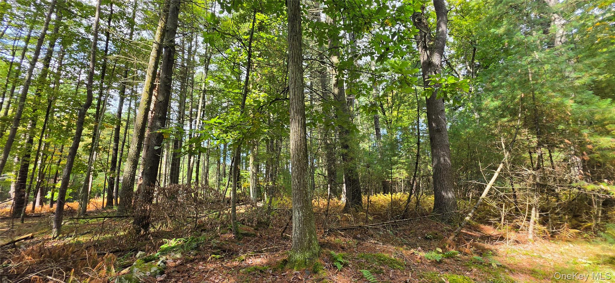 Lot 6.17 State Rt 97 Property Photo 11