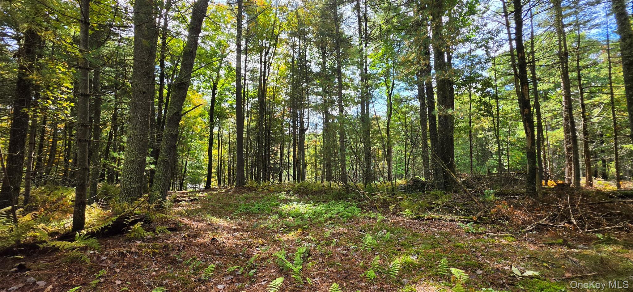 Lot 6.17 State Rt 97 Property Photo 14