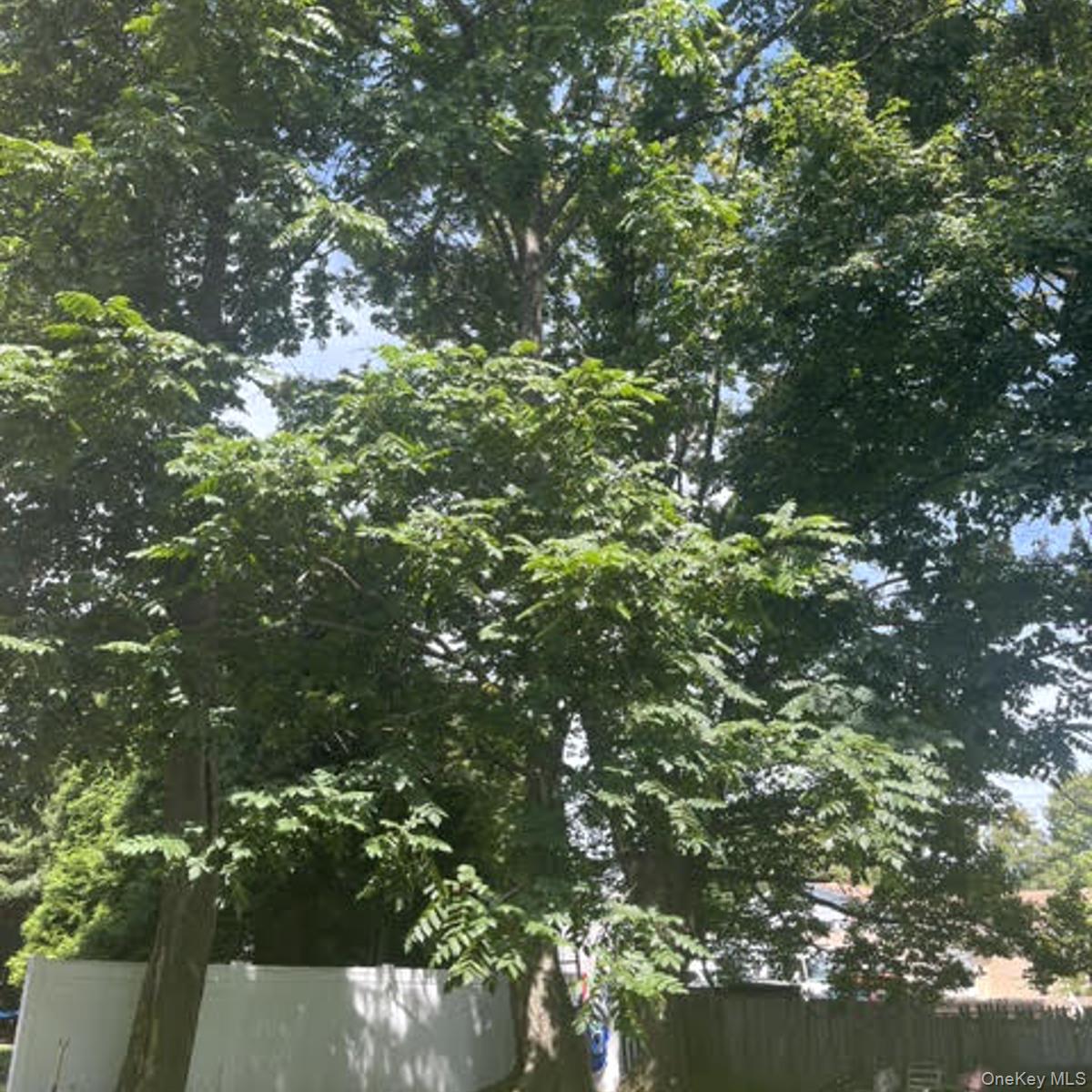 92 Ball Street Property Photo 19
