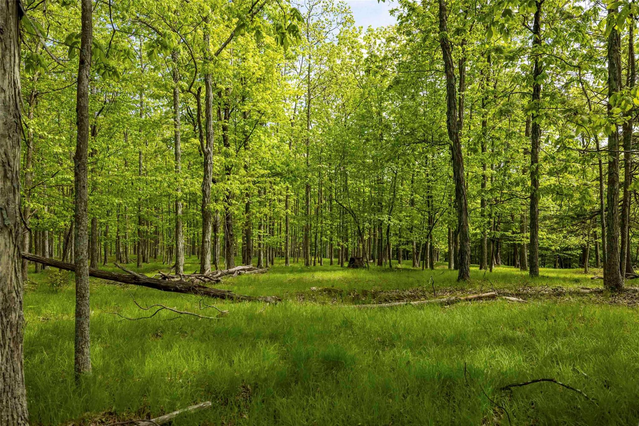 8 Forest Camp Road Property Photo 12