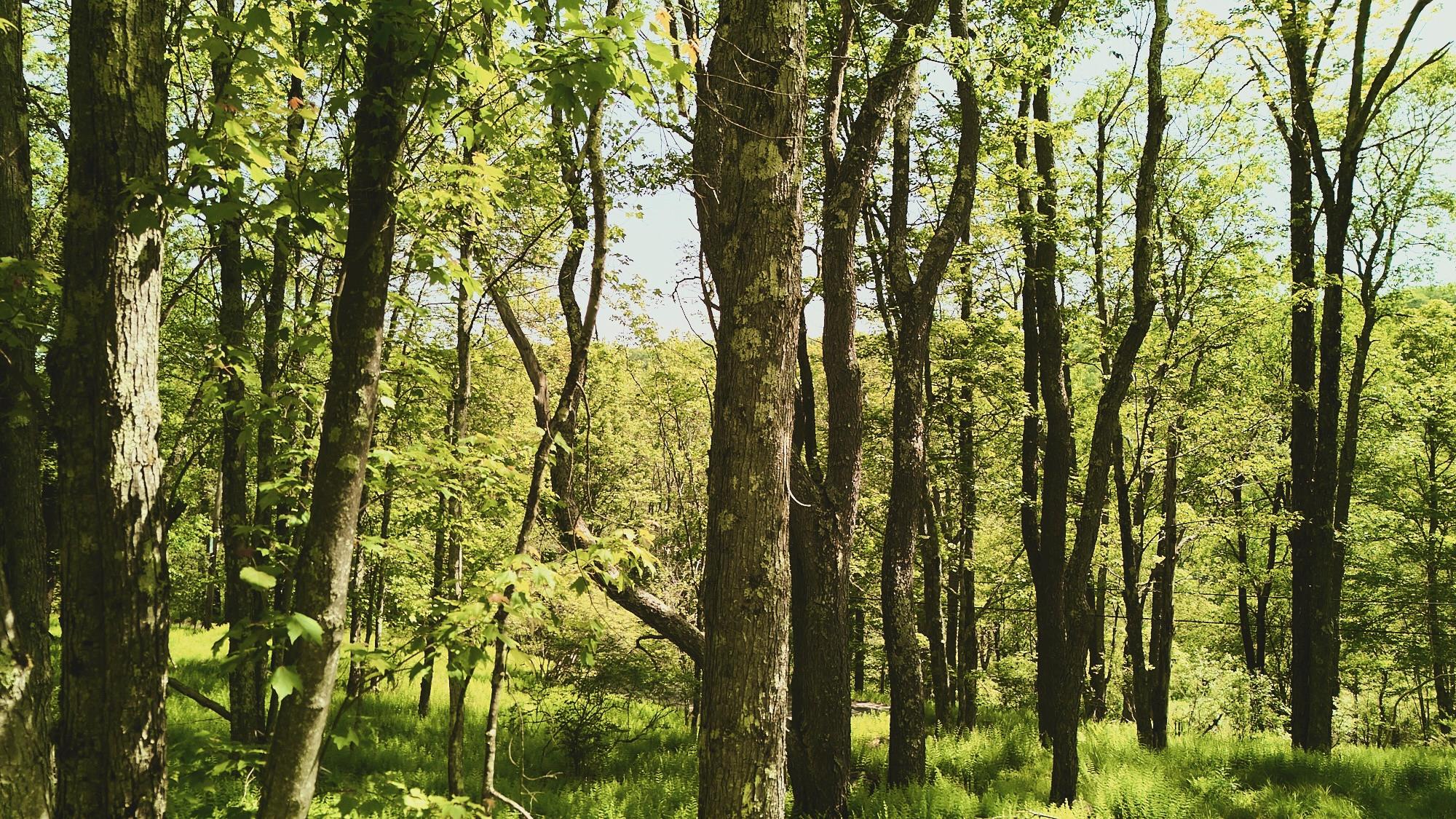 00 Benton Hollow Property Photo 2