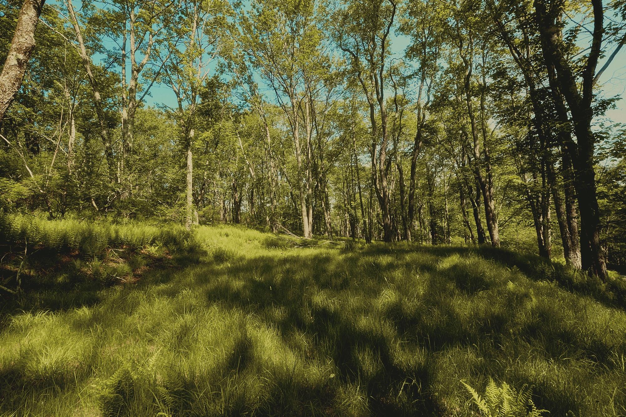 00 Benton Hollow Property Photo 4