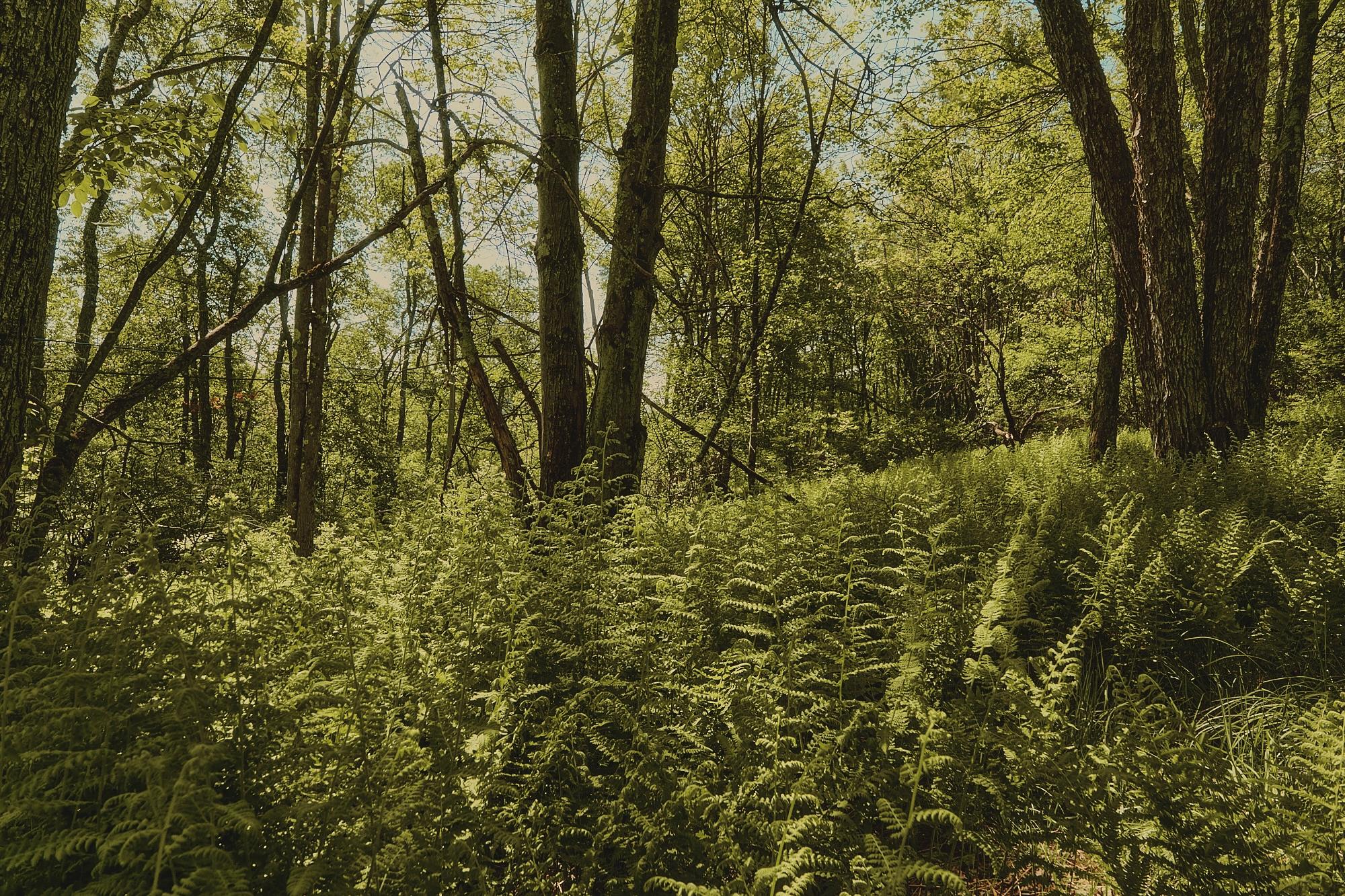 00 Benton Hollow Property Photo 7