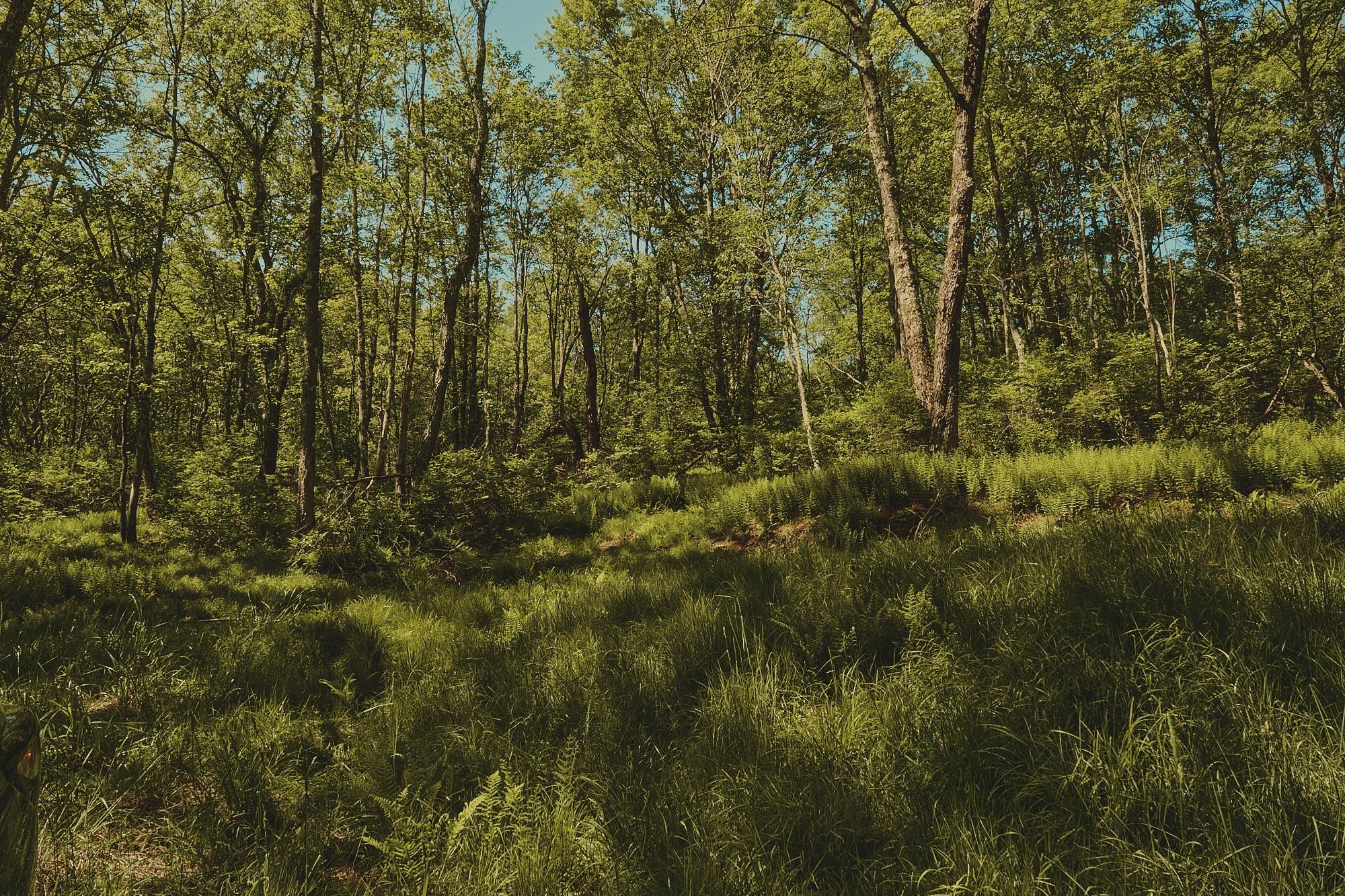 00 Benton Hollow Property Photo 8