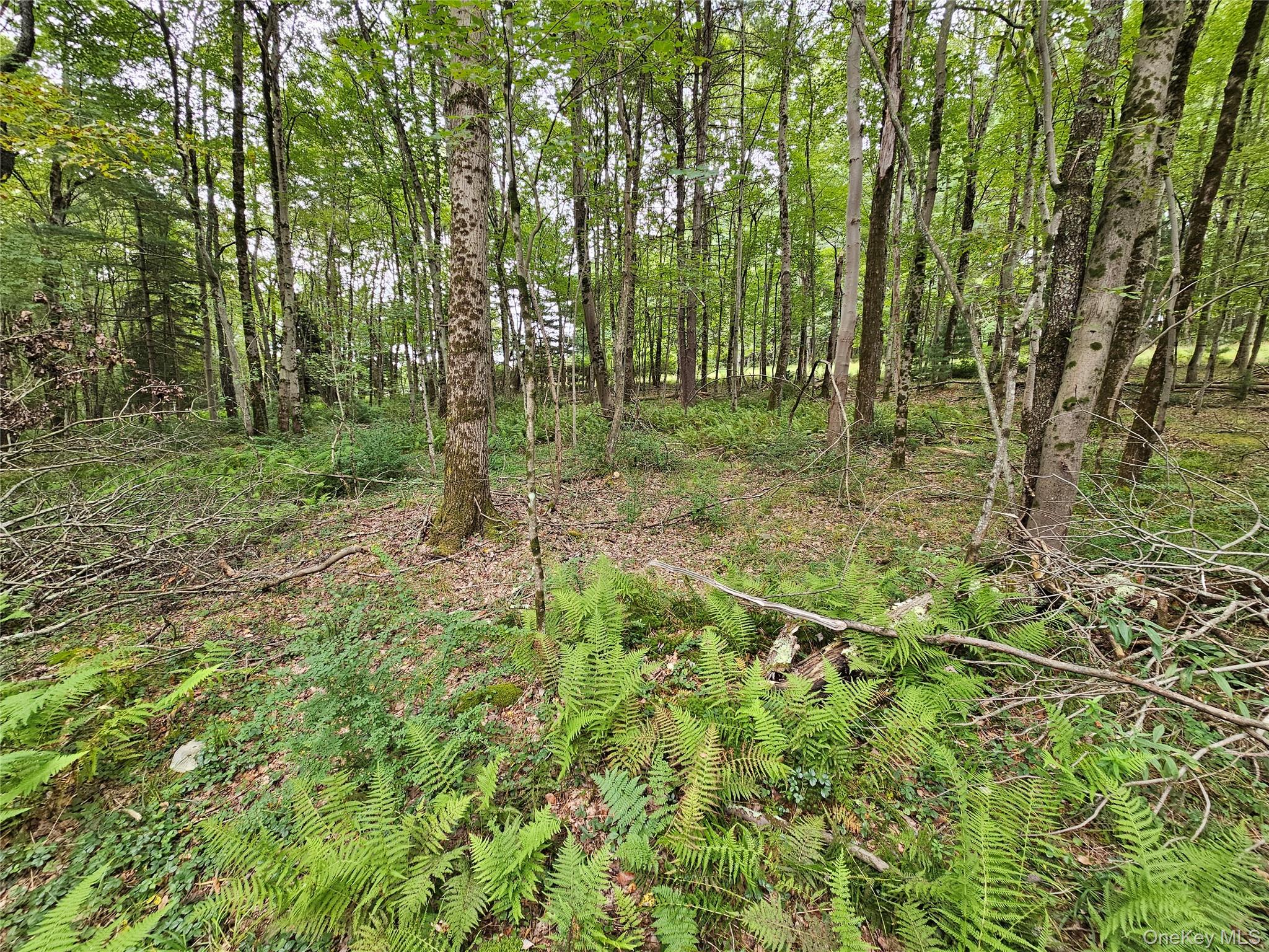 Flower Ave. & State Route 55 Property Photo 14