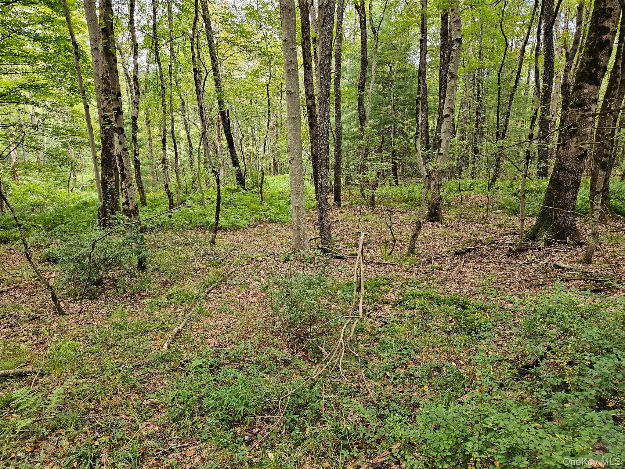 Flower Ave. & State Route 55 Property Photo 19