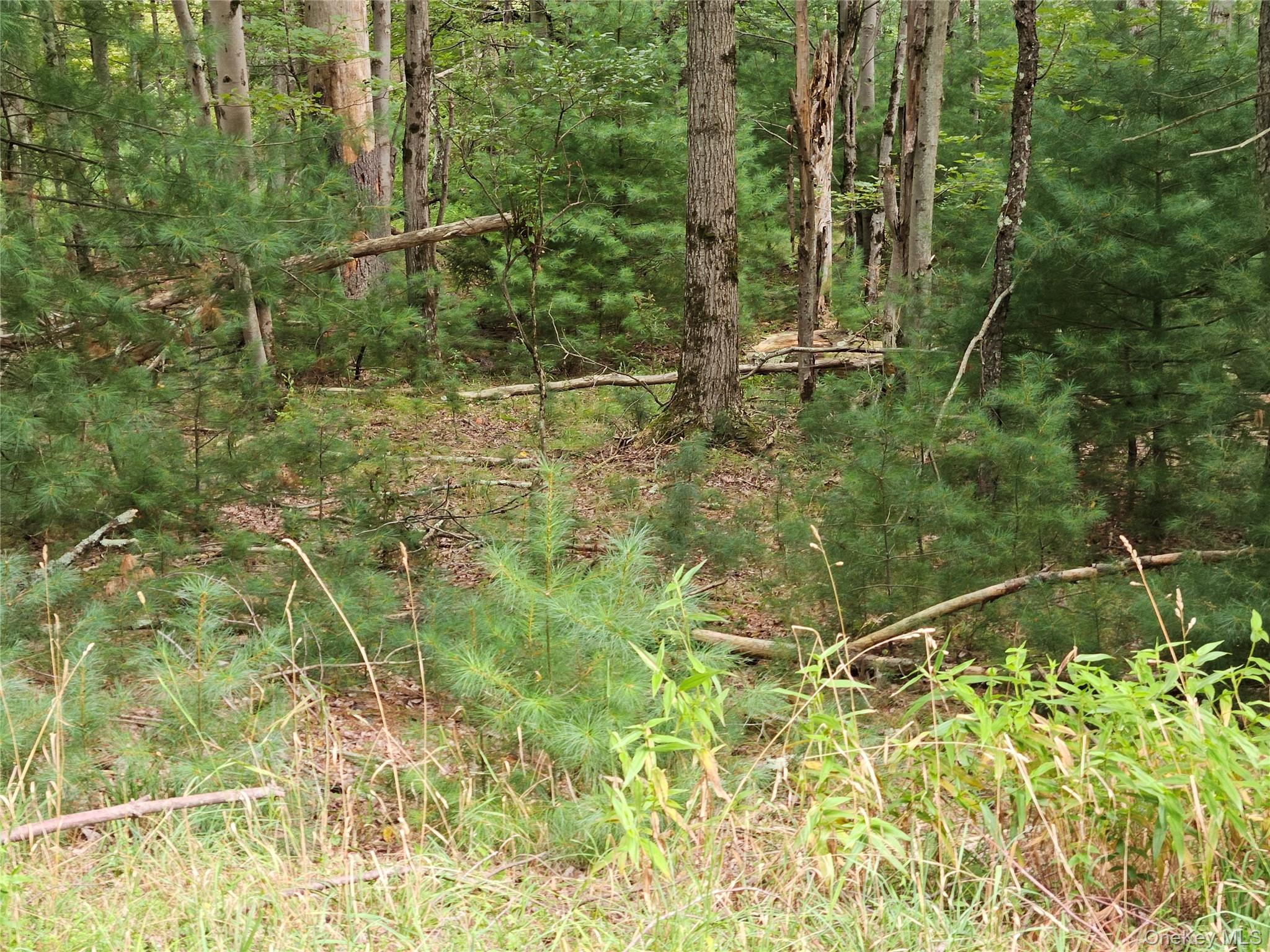 Flower Ave. & State Route 55 Property Photo 23