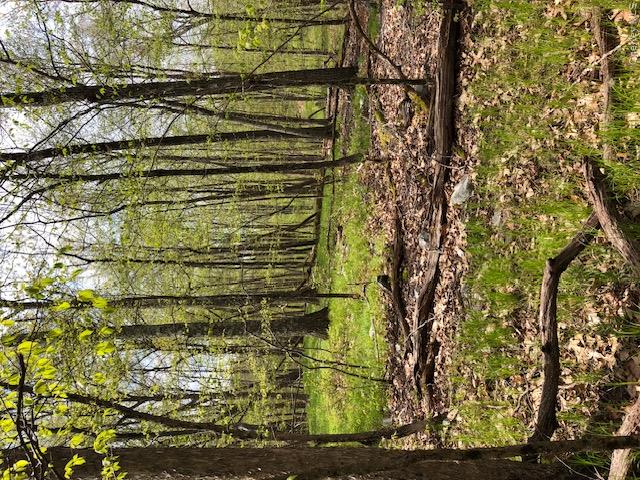 Lily Lake Road Property Photo 6