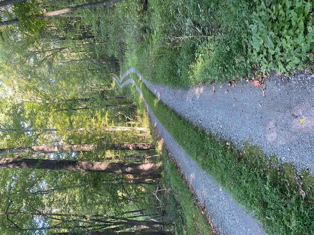 Lily Lake Road Property Photo 18
