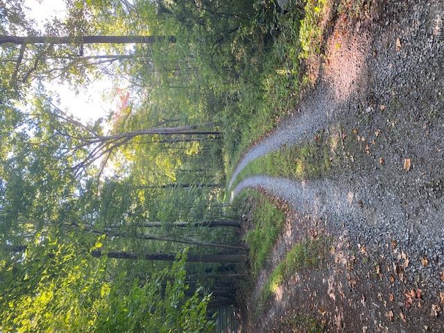 Lily Lake Road Property Photo 19