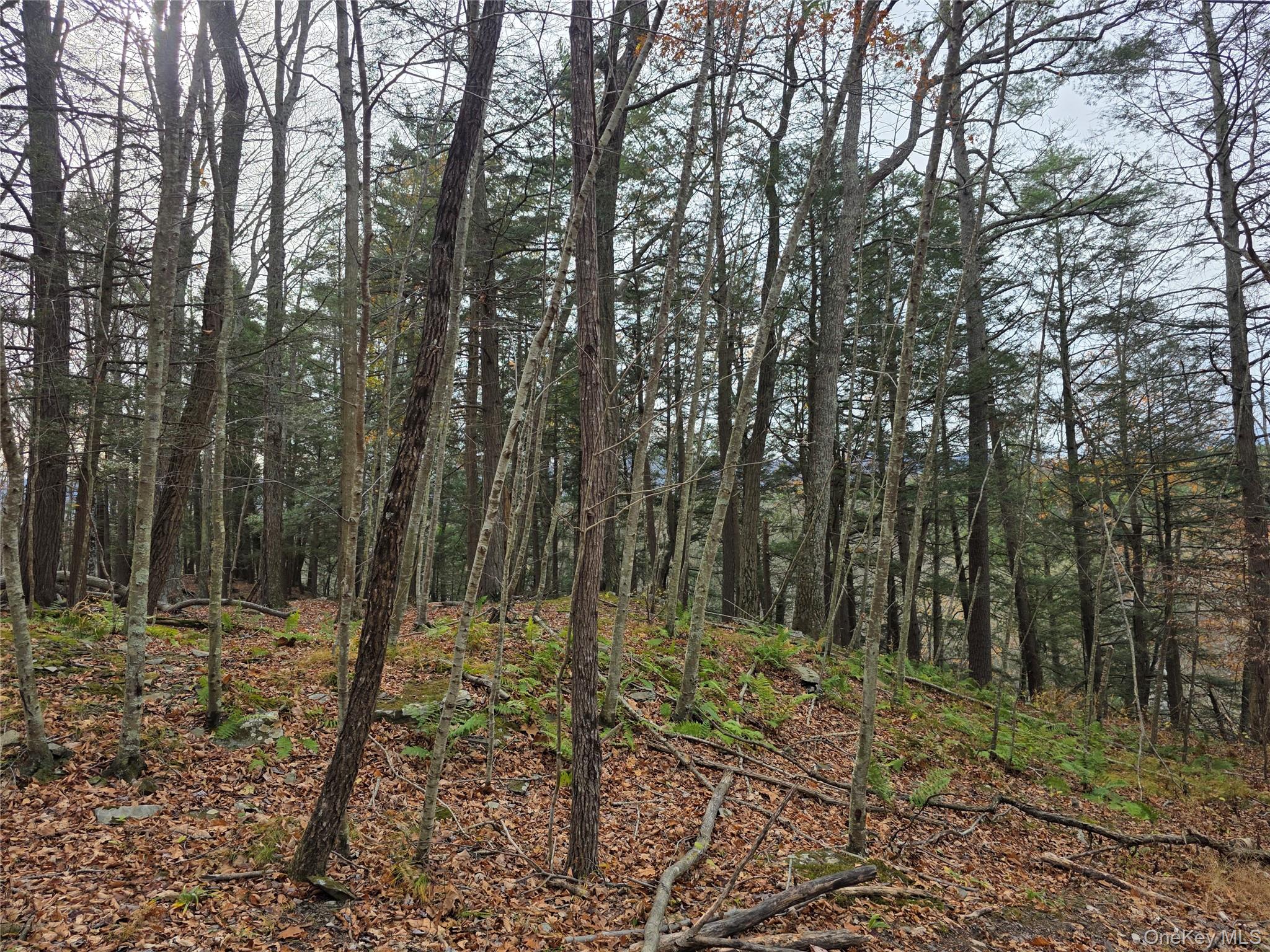 0 County Route 41 Property Photo 3