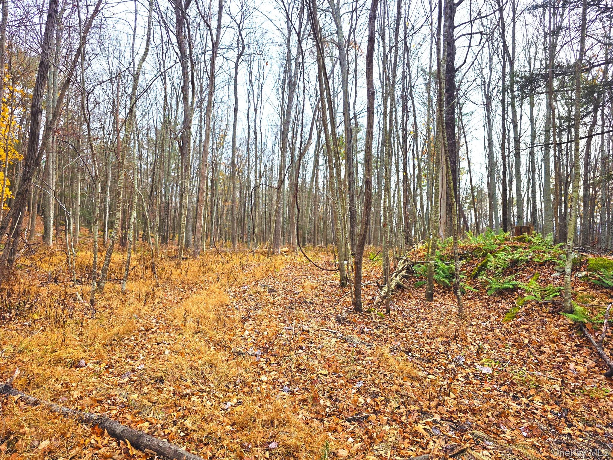0 County Route 41 Property Photo 4