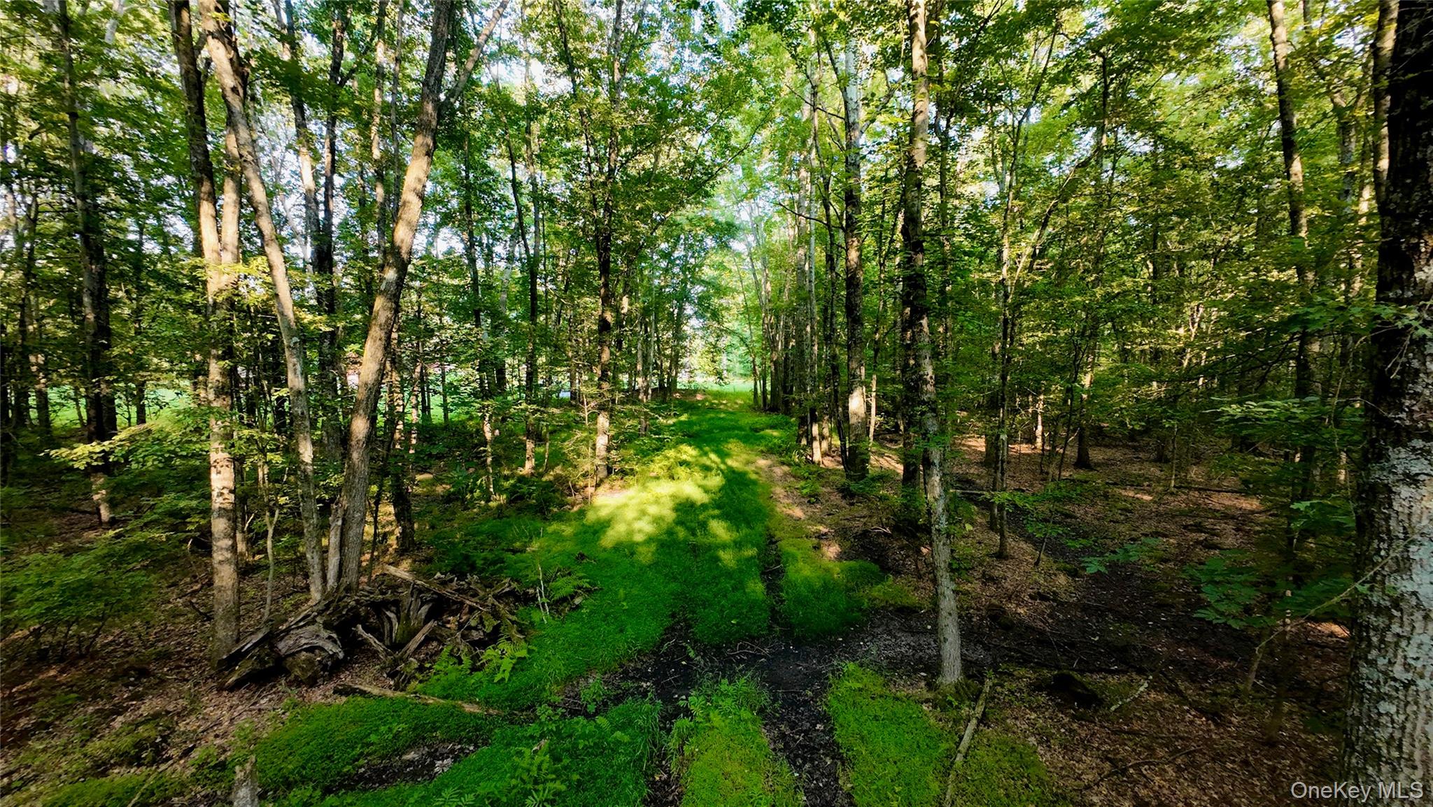 109 White Birch Lane Property Photo 7