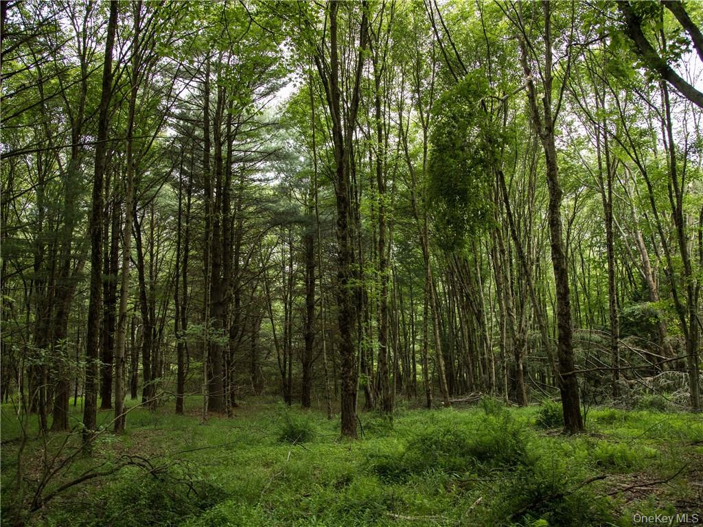 Lot 4 Chapin Trail Property Photo 4
