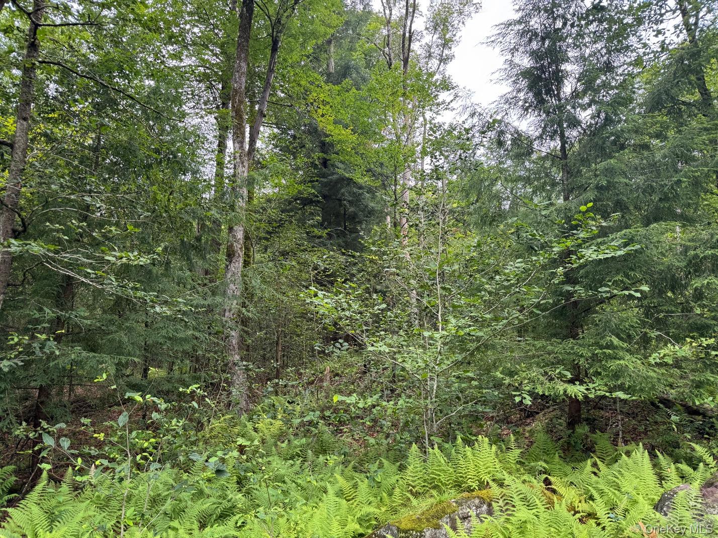 00 Starlight Road Property Photo 2