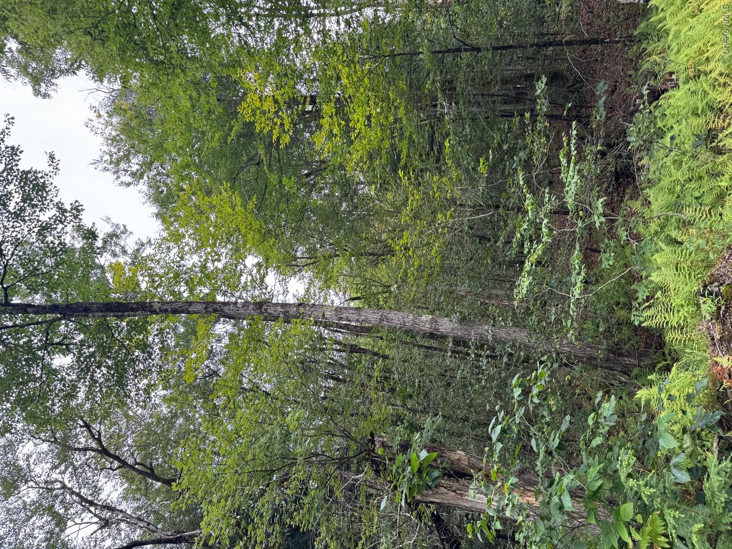 00 Starlight Road Property Photo 3