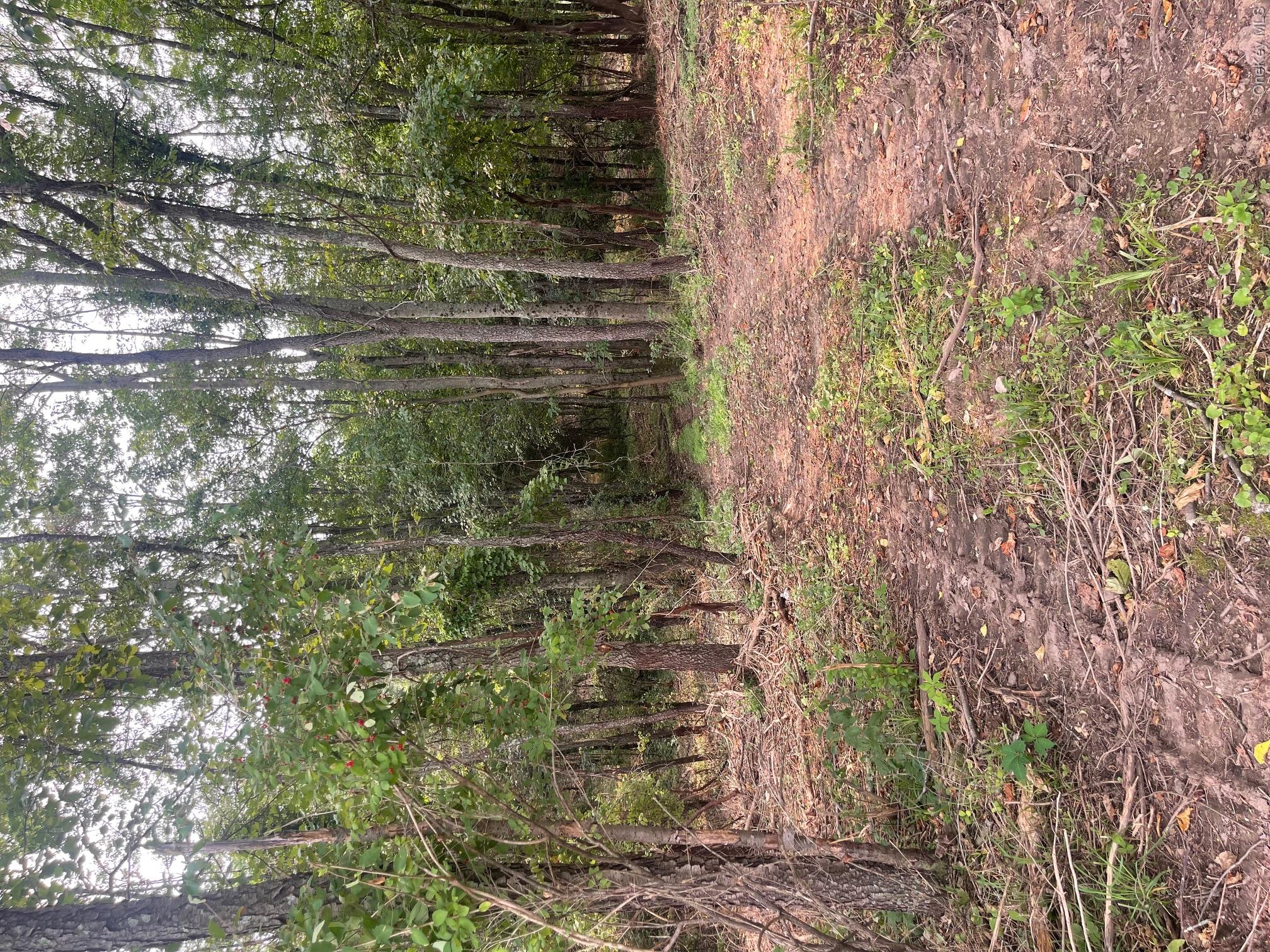 Bells Pond Road Property Photo 27