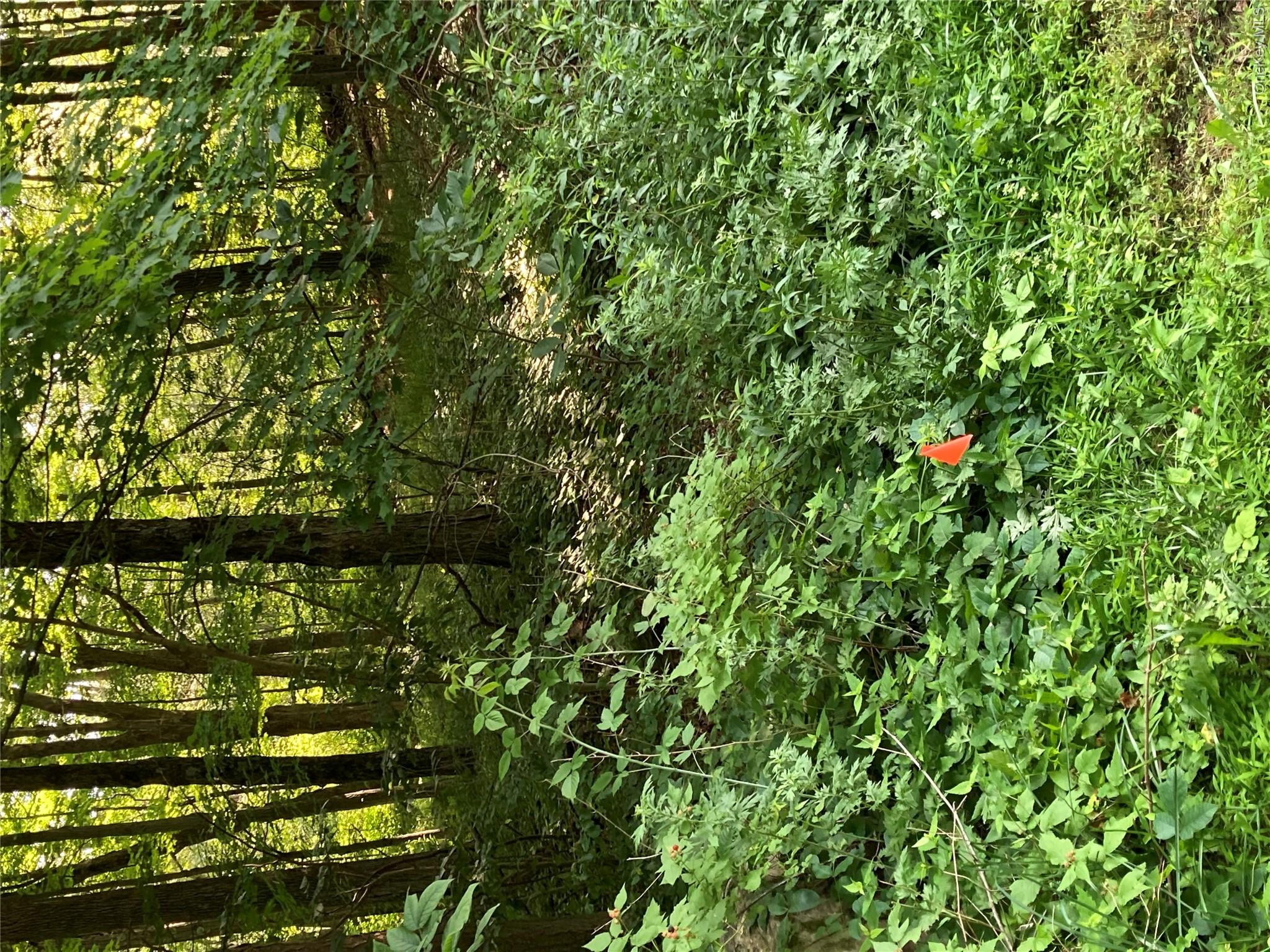 15 Adam Wagner Lane Property Photo 17