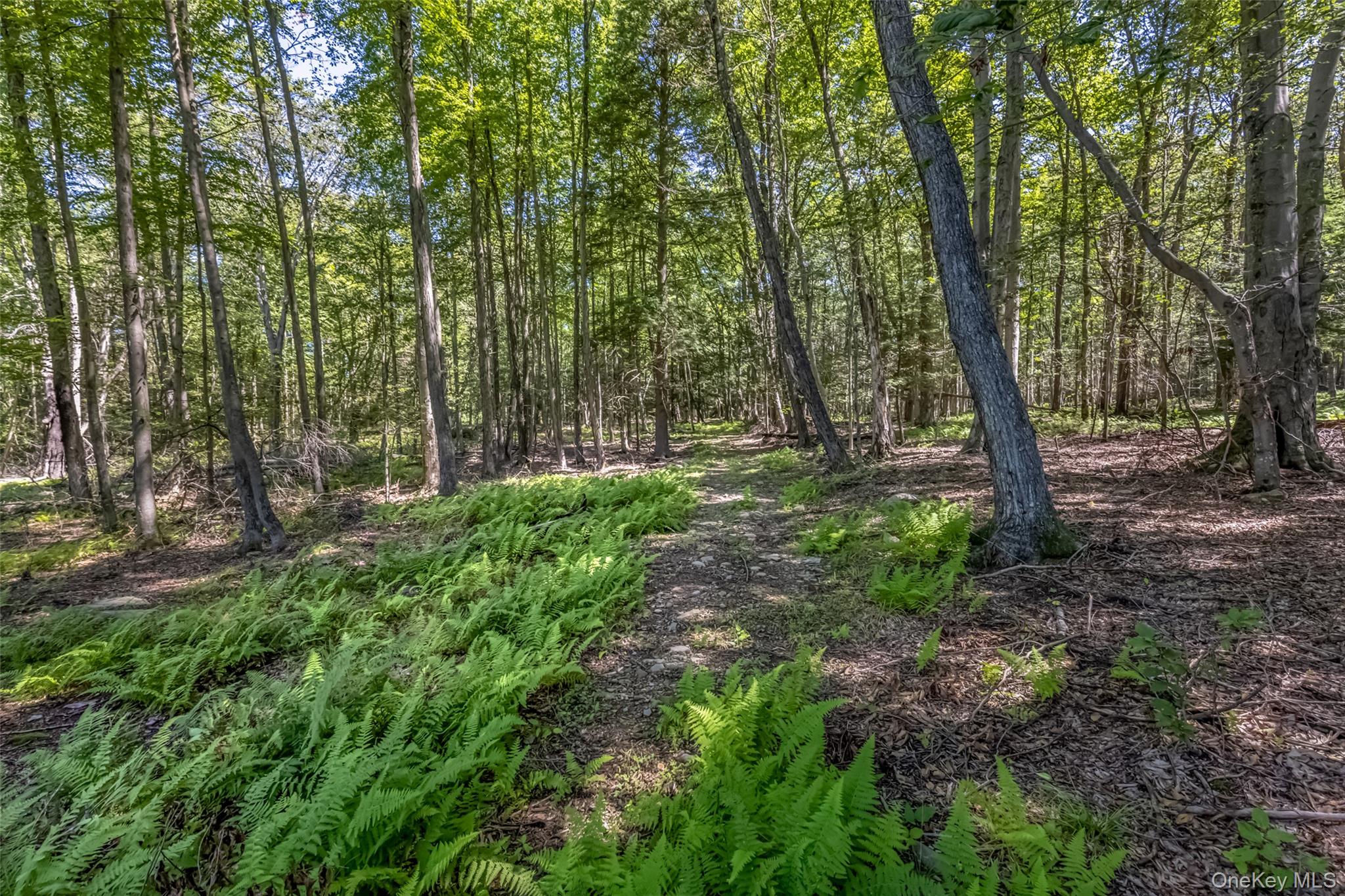 Camp Road Property Photo 4