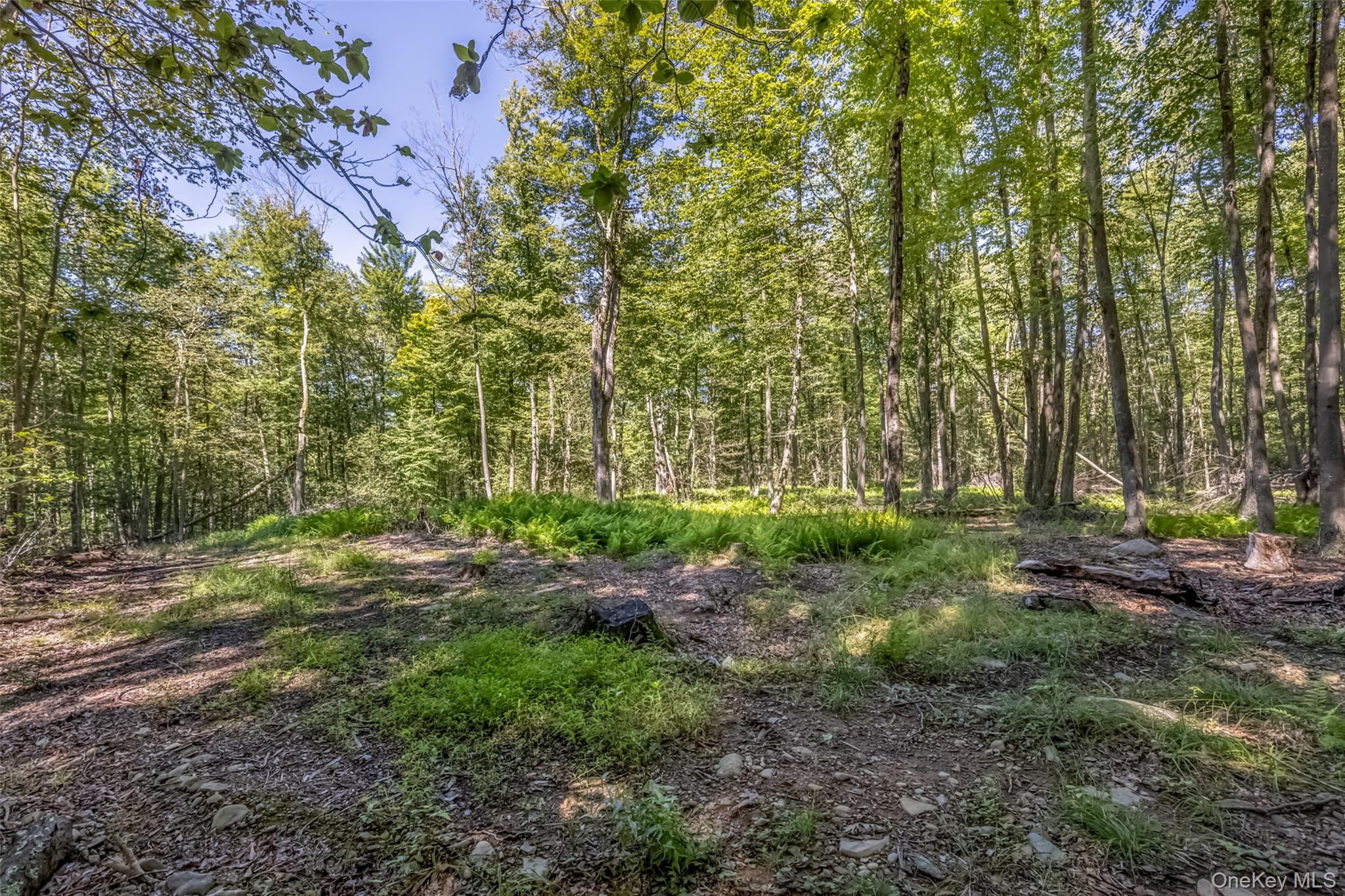 Camp Road Property Photo 5