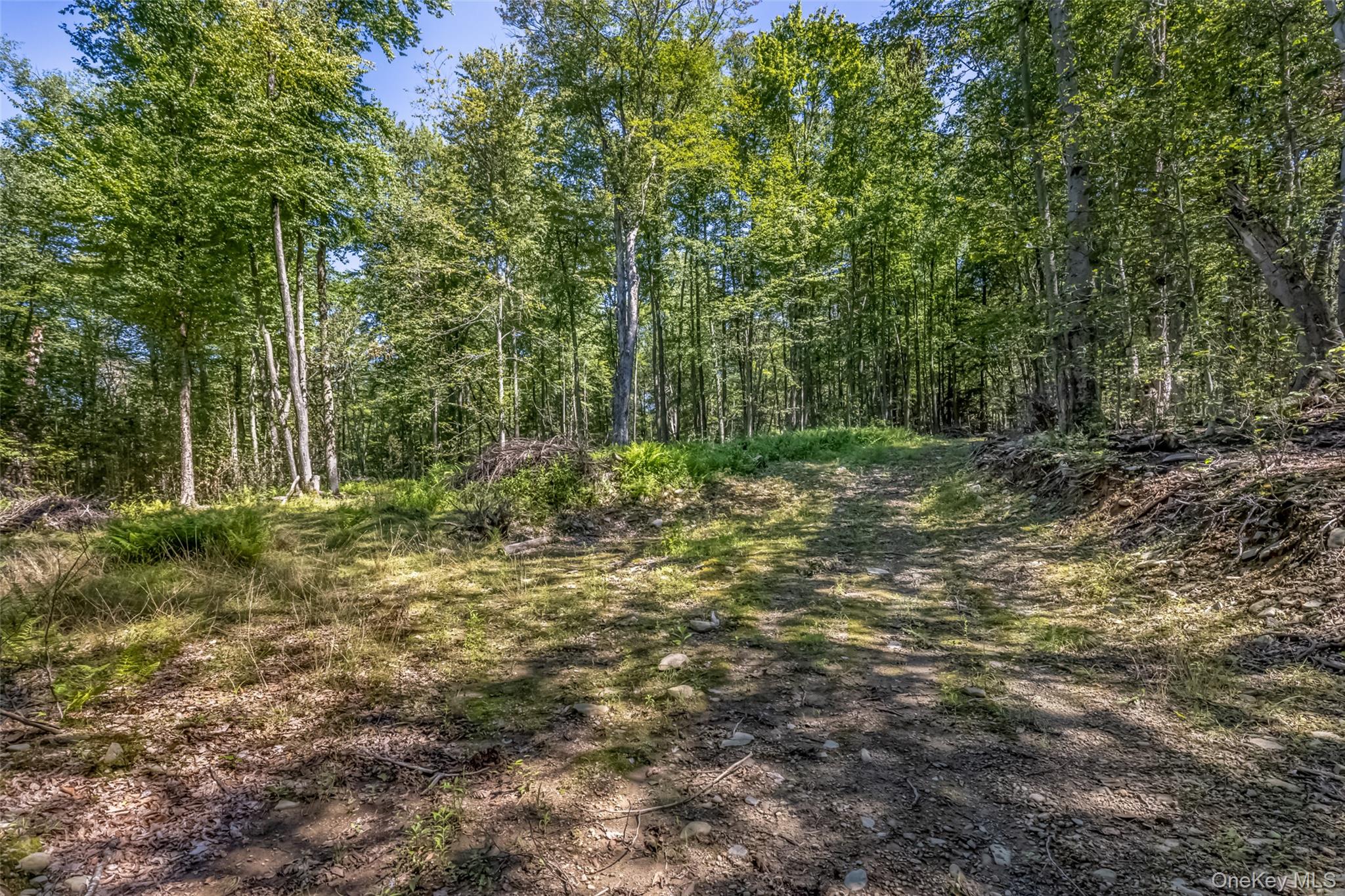 Camp Road Property Photo 6
