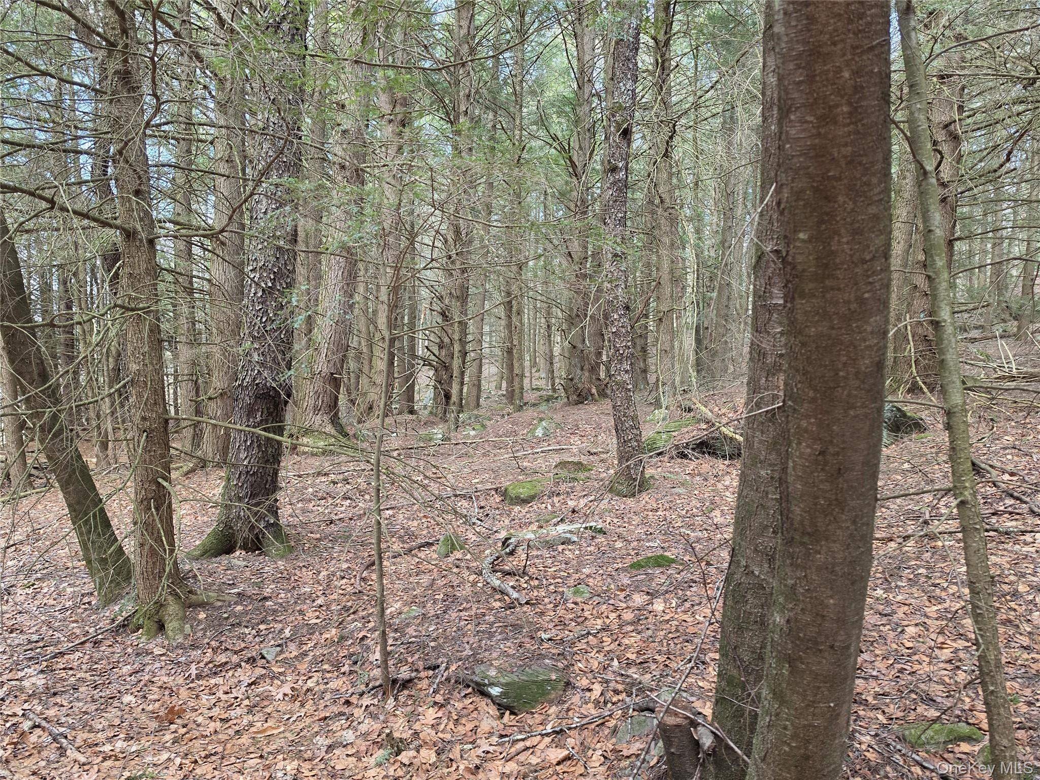Tbd Bobwhite Trail Property Photo 6