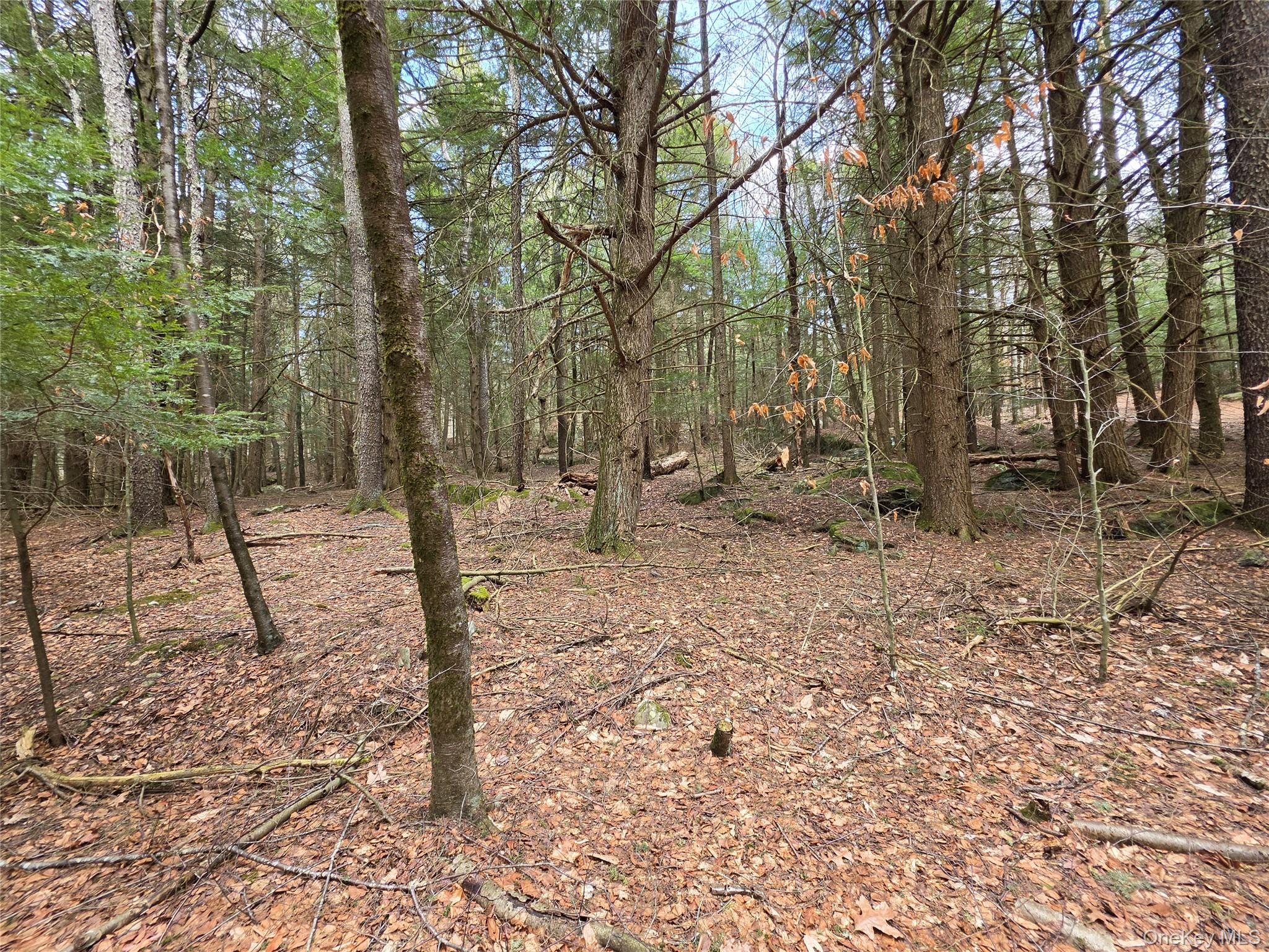 Tbd Bobwhite Trail Property Photo 11