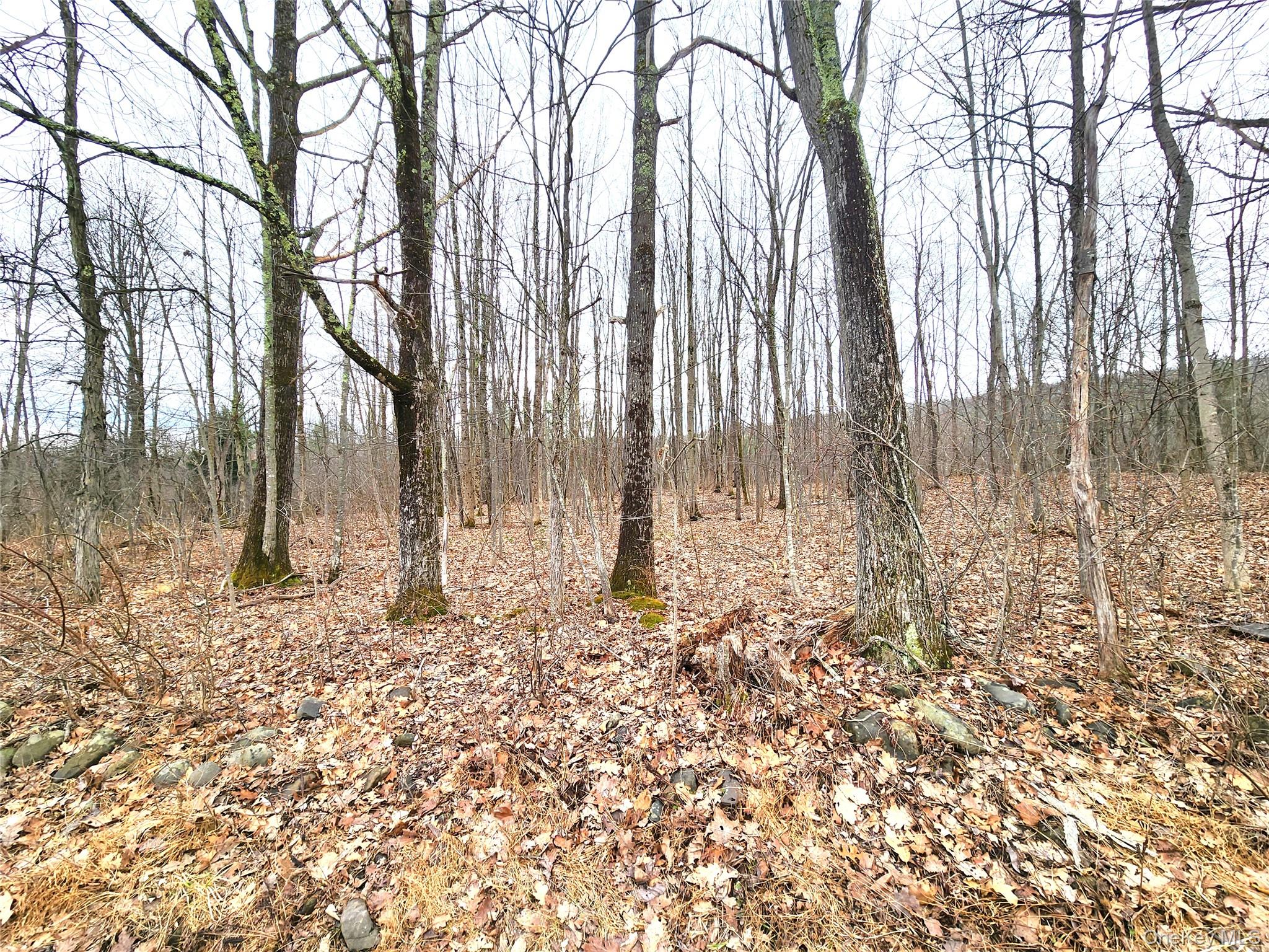 Irish Cape Road Property Photo 11