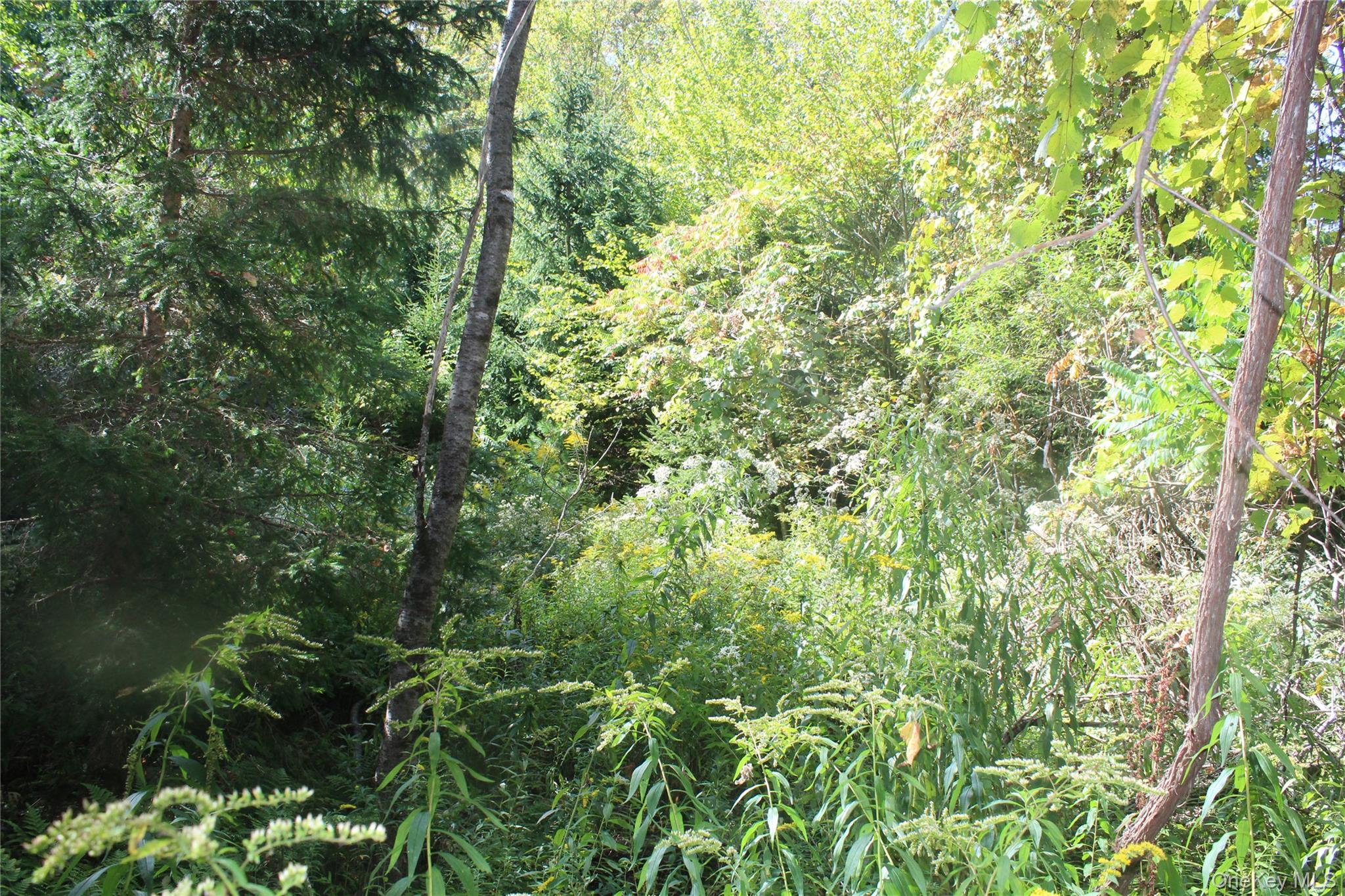Trout Brook Road Property Photo 6