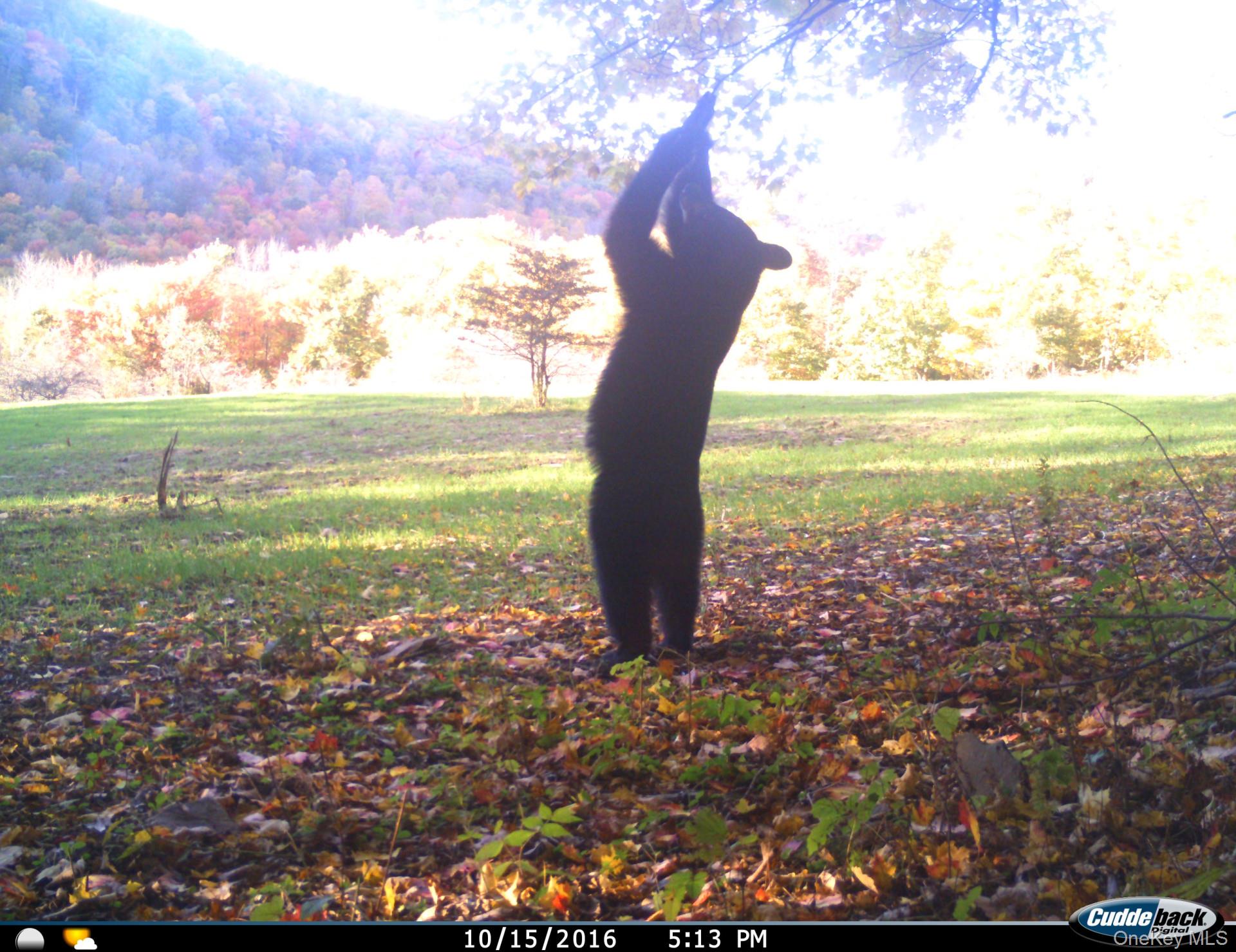 Gregory Hollow Road Property Photo 13