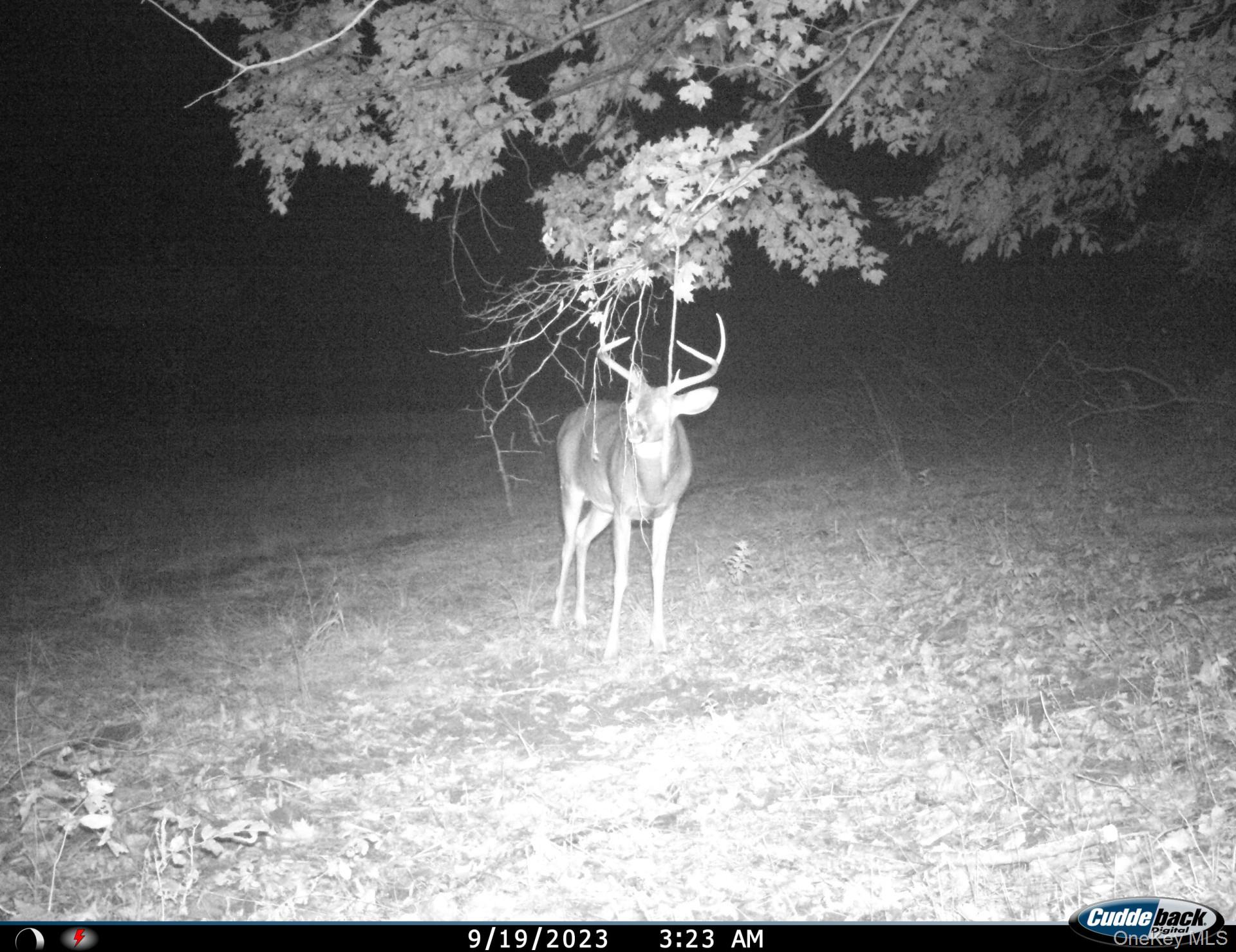 Gregory Hollow Road Property Photo 17