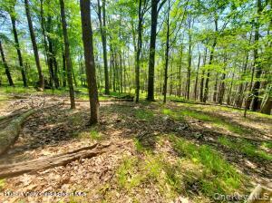 Tbd Piney Lane Property Photo 2
