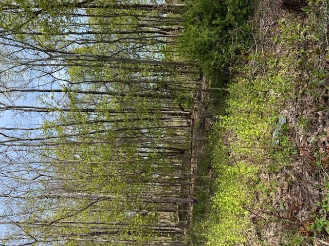 Route 300 Property Photo 4